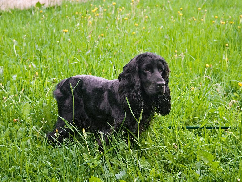 Black English Cocker Spaniel in the grass photo and wallpaper ...