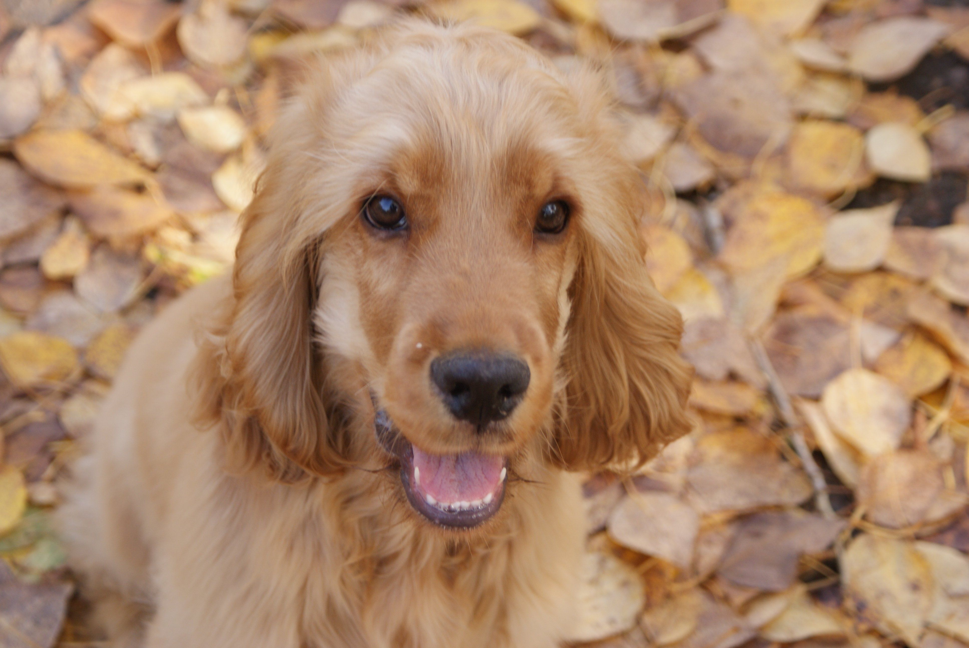 English Cocker Spaniel on autumn leaves wallpapers and images ...