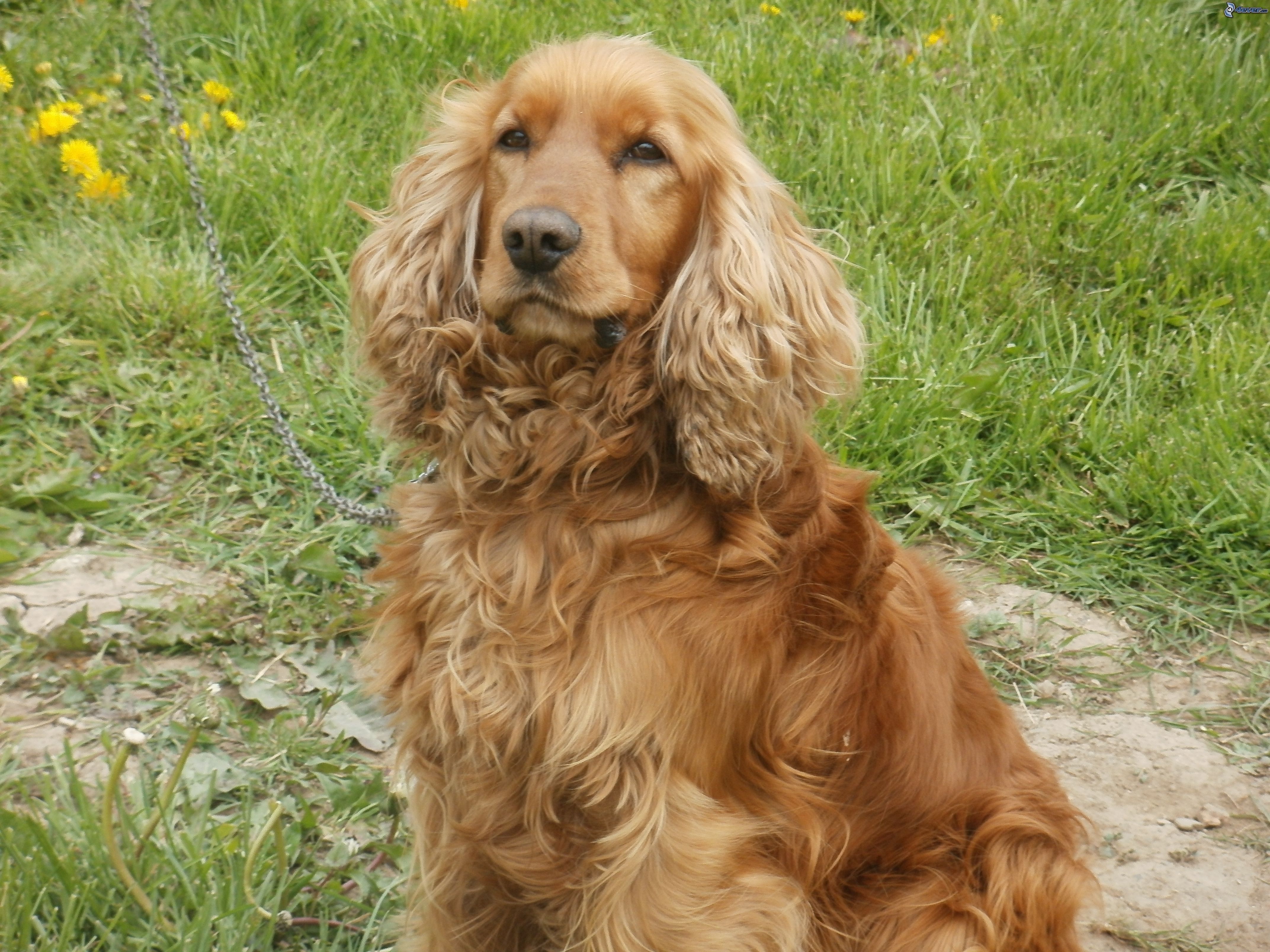 English Cocker Spaniel - Dog Breed history and some interesting facts
