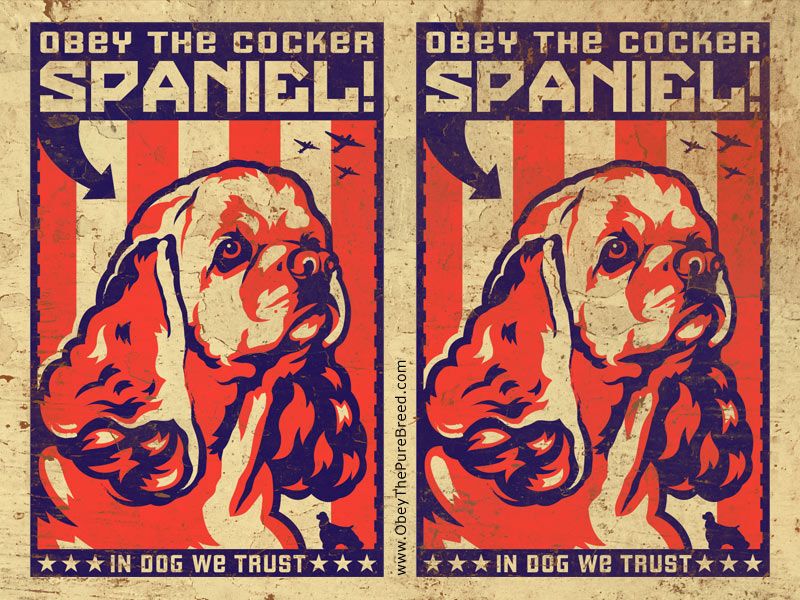 Cocker Spaniel Wallpaper