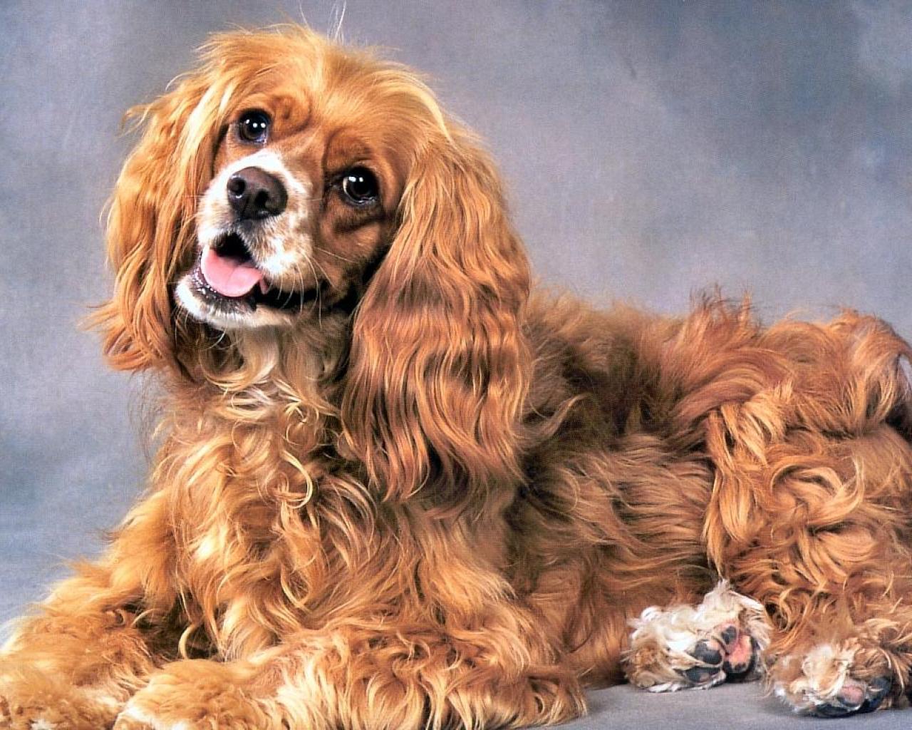 Cocker spaniel - (#53764) - High Quality and Resolution Wallpapers ...