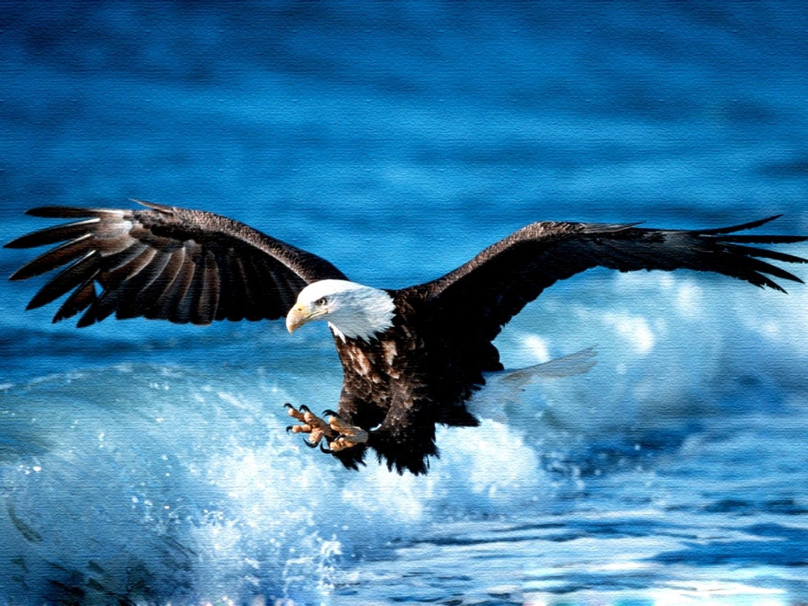 Eagle Android Amazing Wallpapers / Wallpaper Eagle 6503 high ...