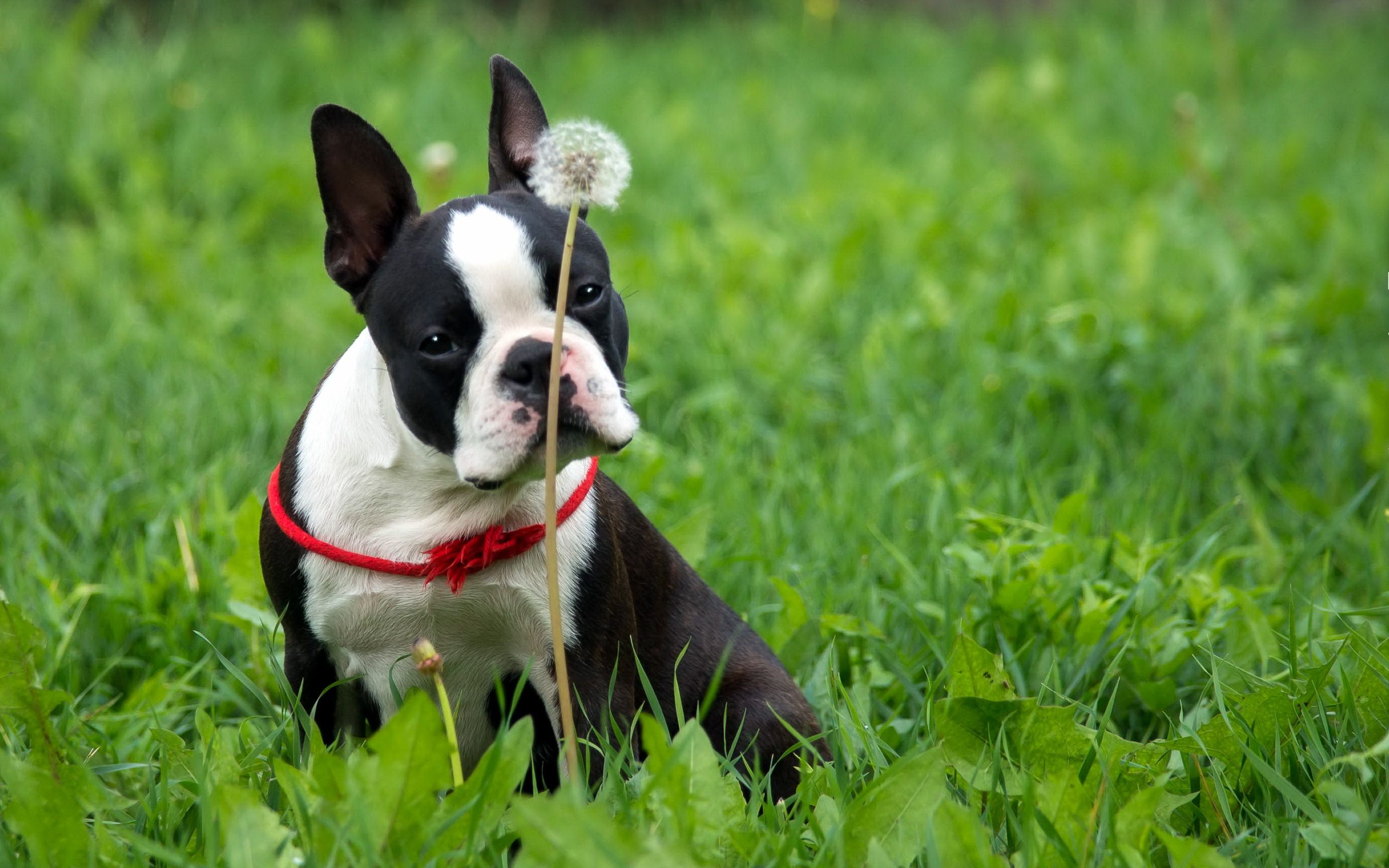 2 Boston Terrier HD Wallpapers Backgrounds - Wallpaper Abyss