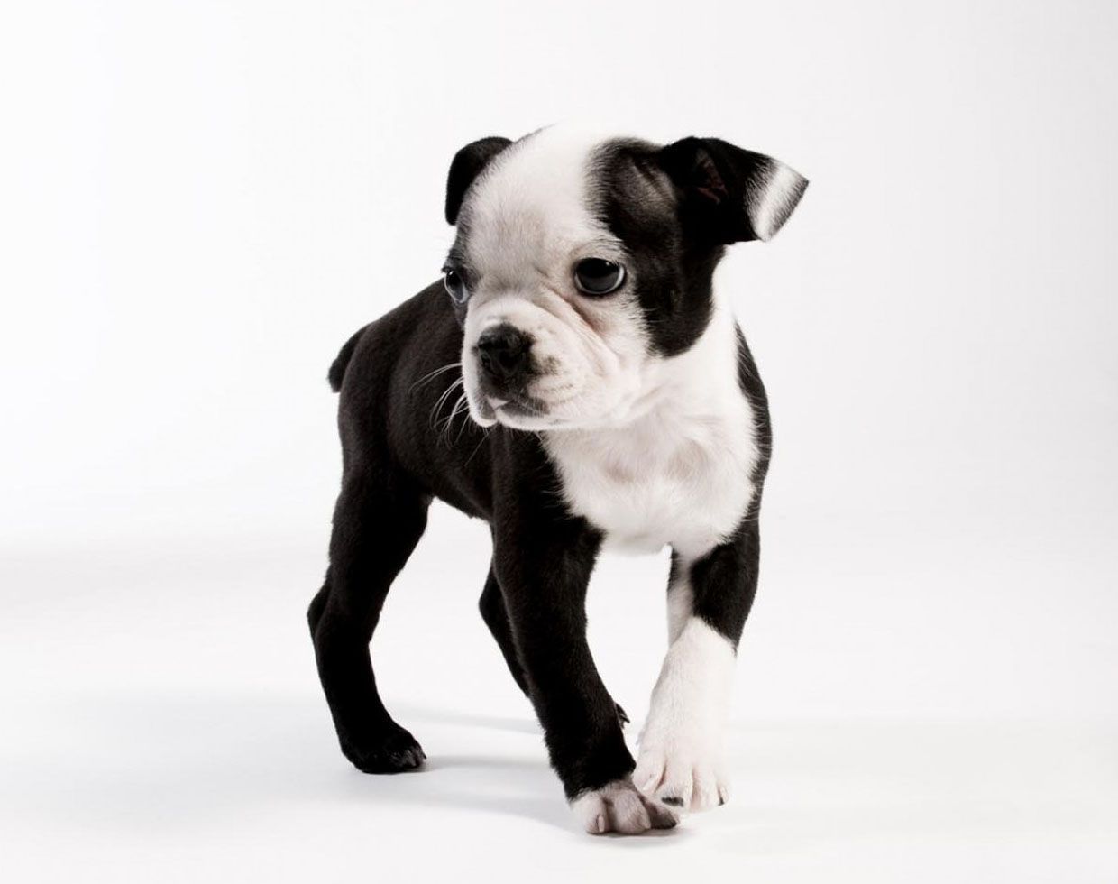 boston-terrier-puppy-wallpaper.jpg