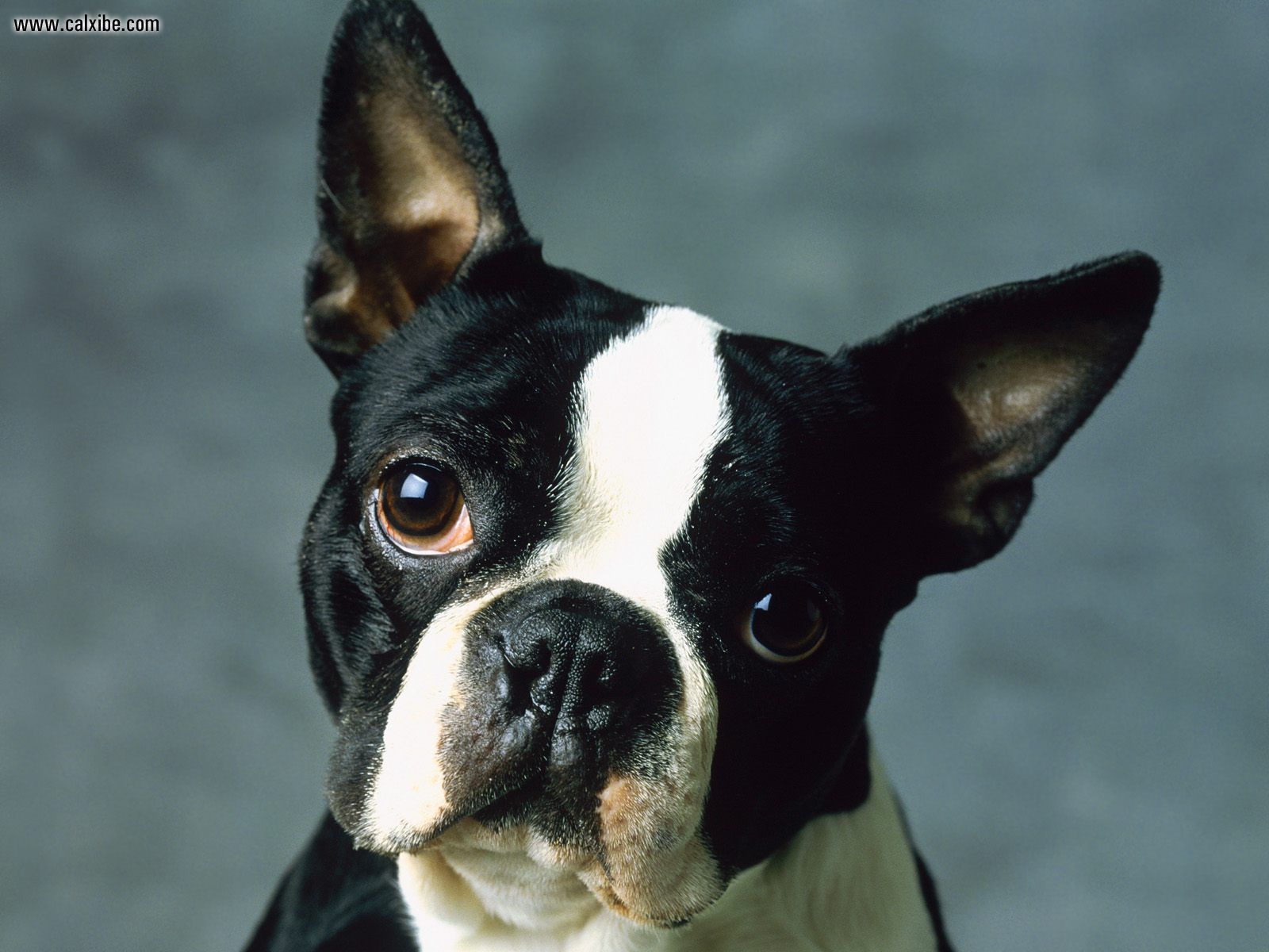 Animals: Boston Terrier, picture nr. 14229