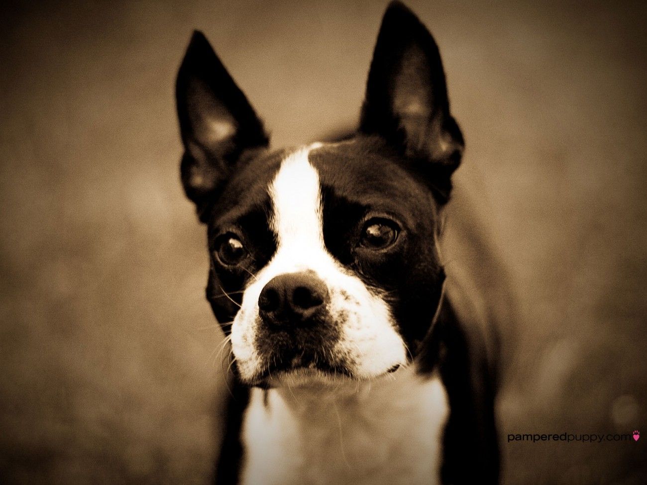 Cute Boston Terrier Wallpaper All Puppies Pictures and Backgrounds