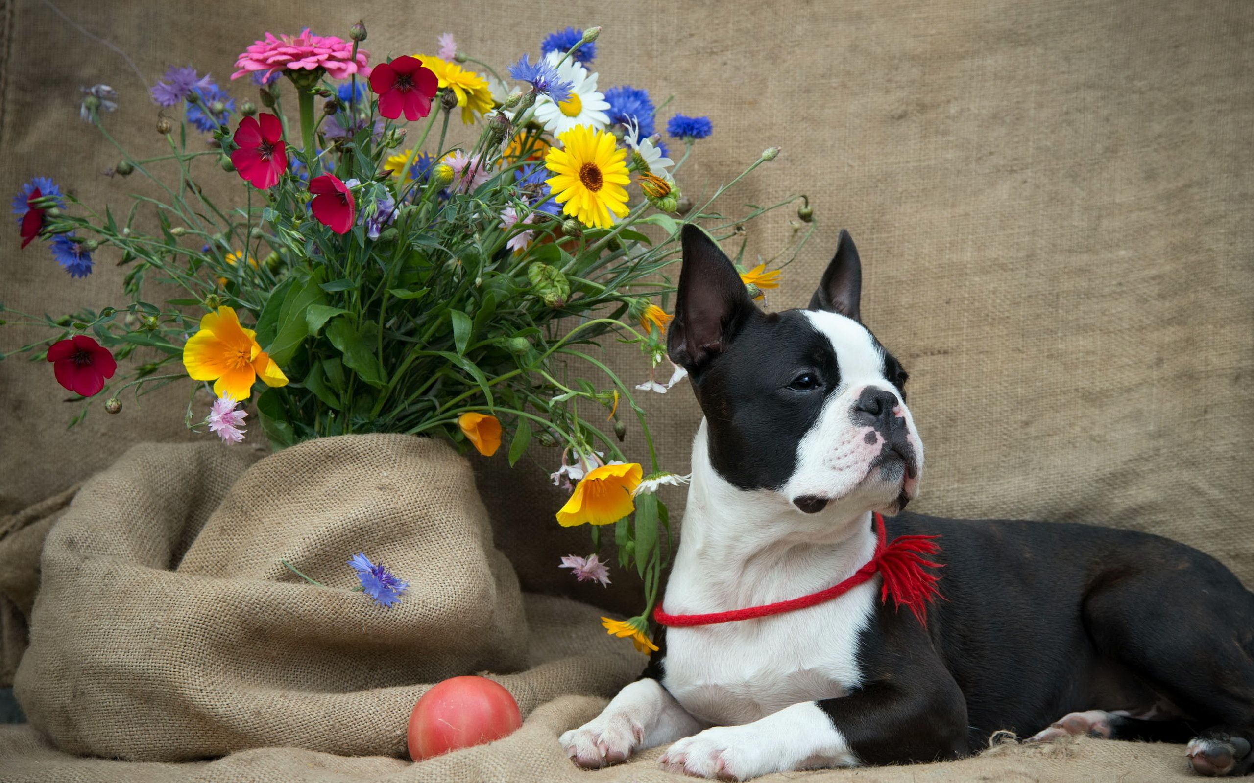 Boston Terrier flowers dog wallpaper 2560x1600 132622