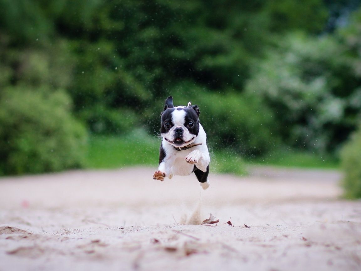 IMAGE | boston terrier wallpaper free