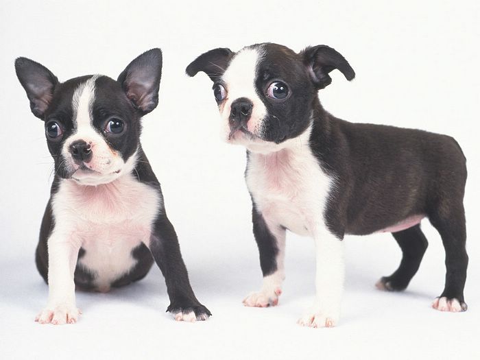 Photo: Two Boston Terrier Puppies 1600*1200 53 - Wallcoo.net