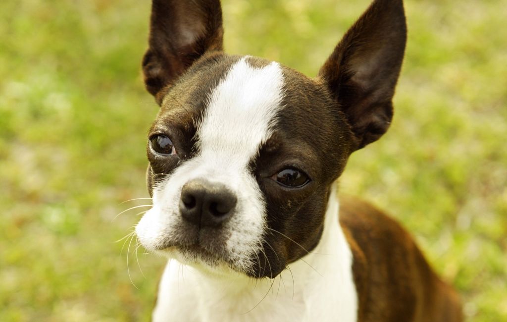 Lovely Boston Terrier dog photo and wallpaper. Beautiful Lovely