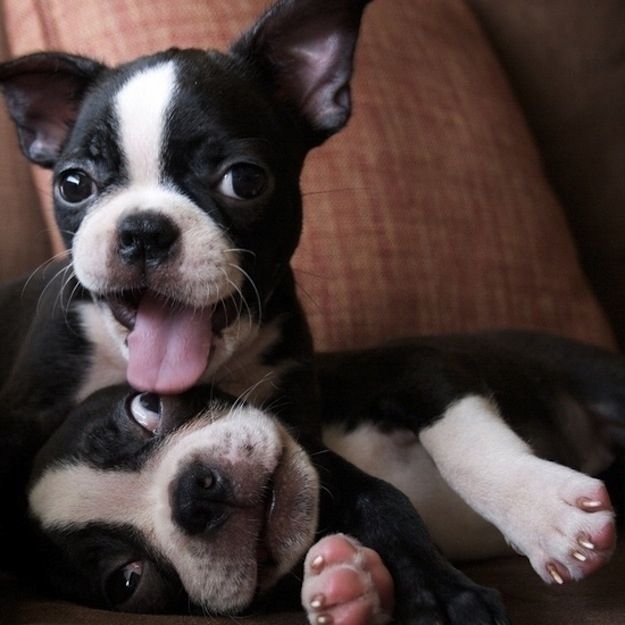 50 Wicked Adorable Pictures Of Boston Terriers