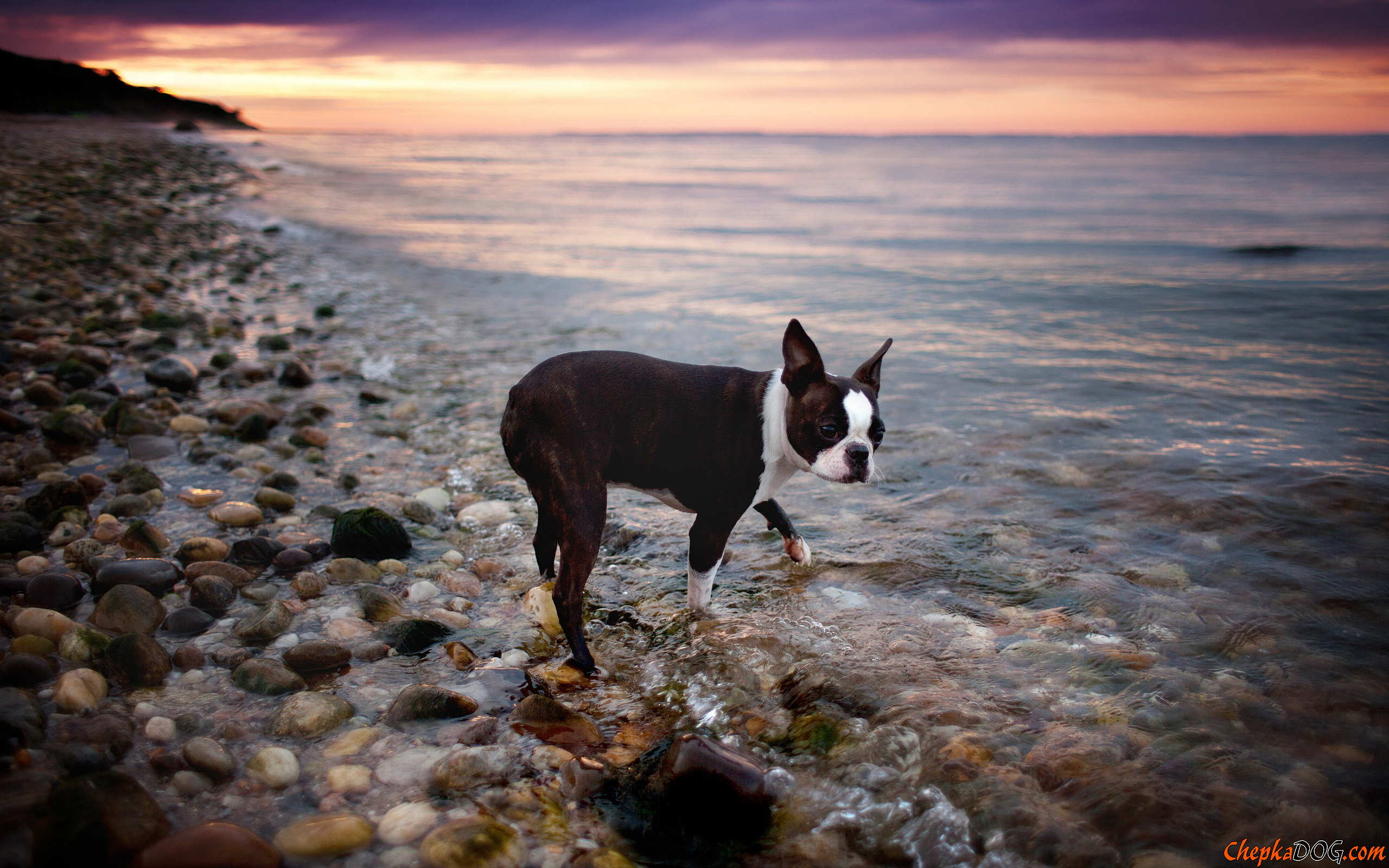 Boston Terrier on the beach. Watch widescreen pictures of adult