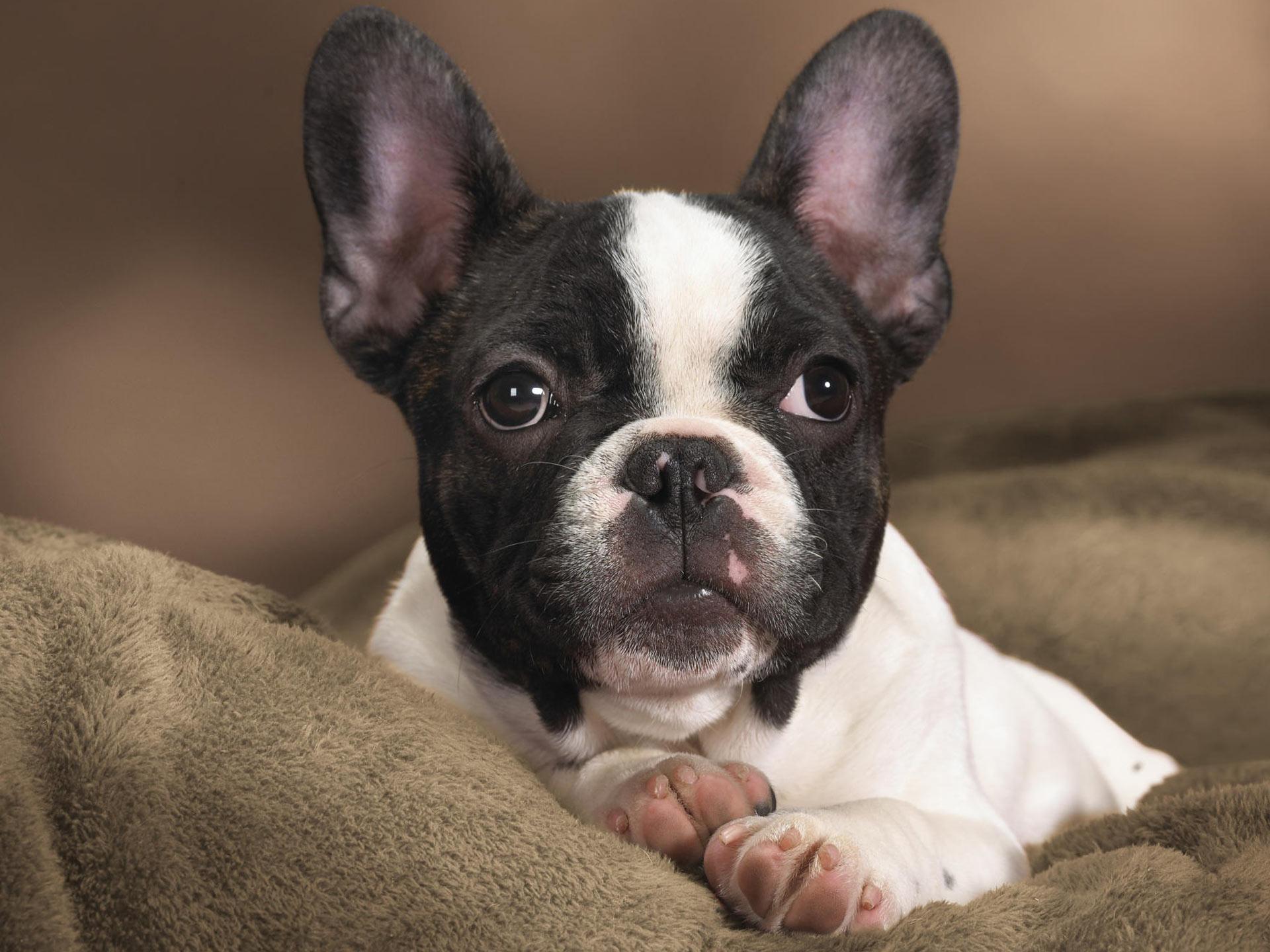 Boston Terrier HD desktop wallpaper : Widescreen : High Definition ...