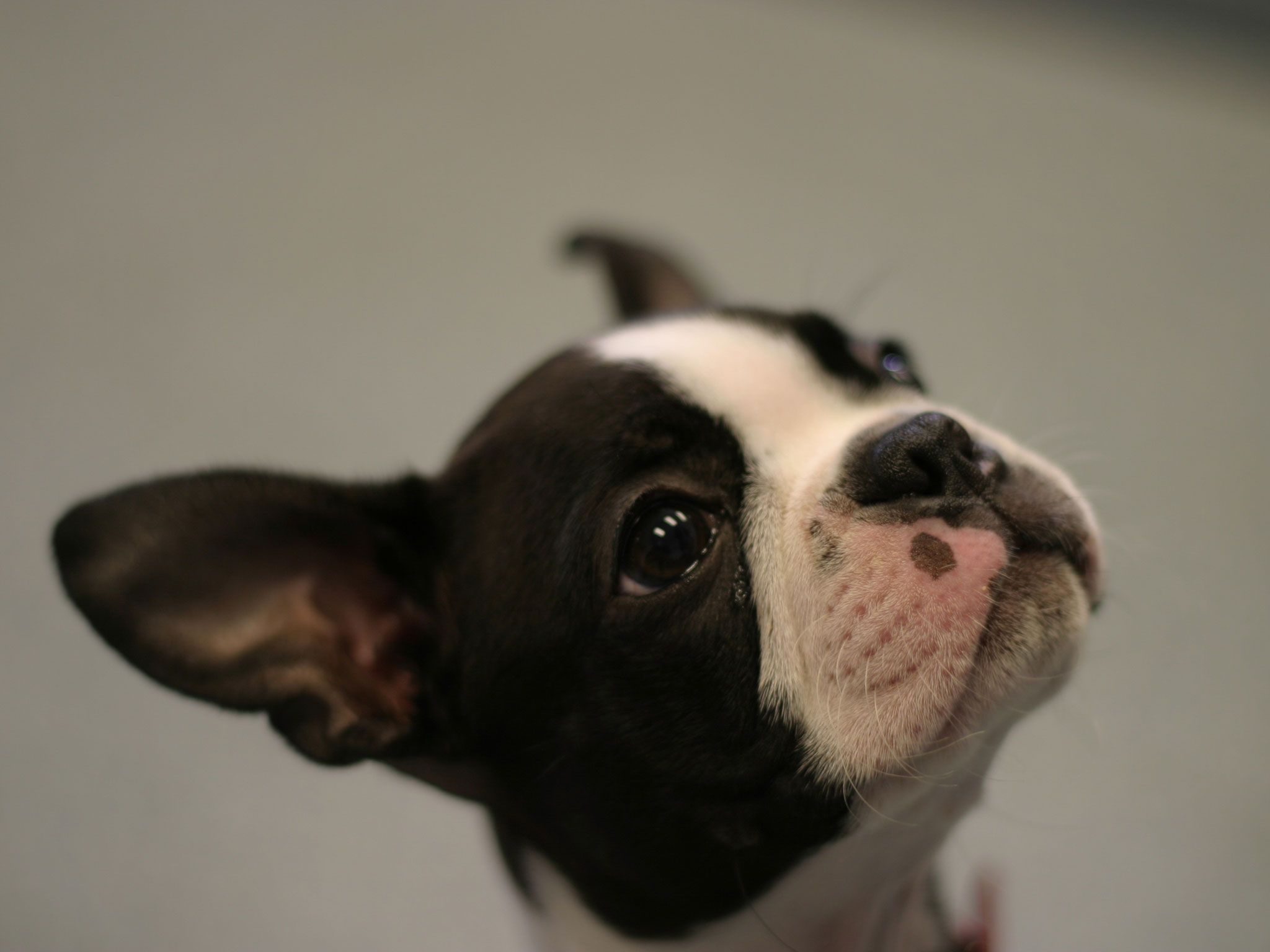 Boston Terrier Wallpapers Group (55+)