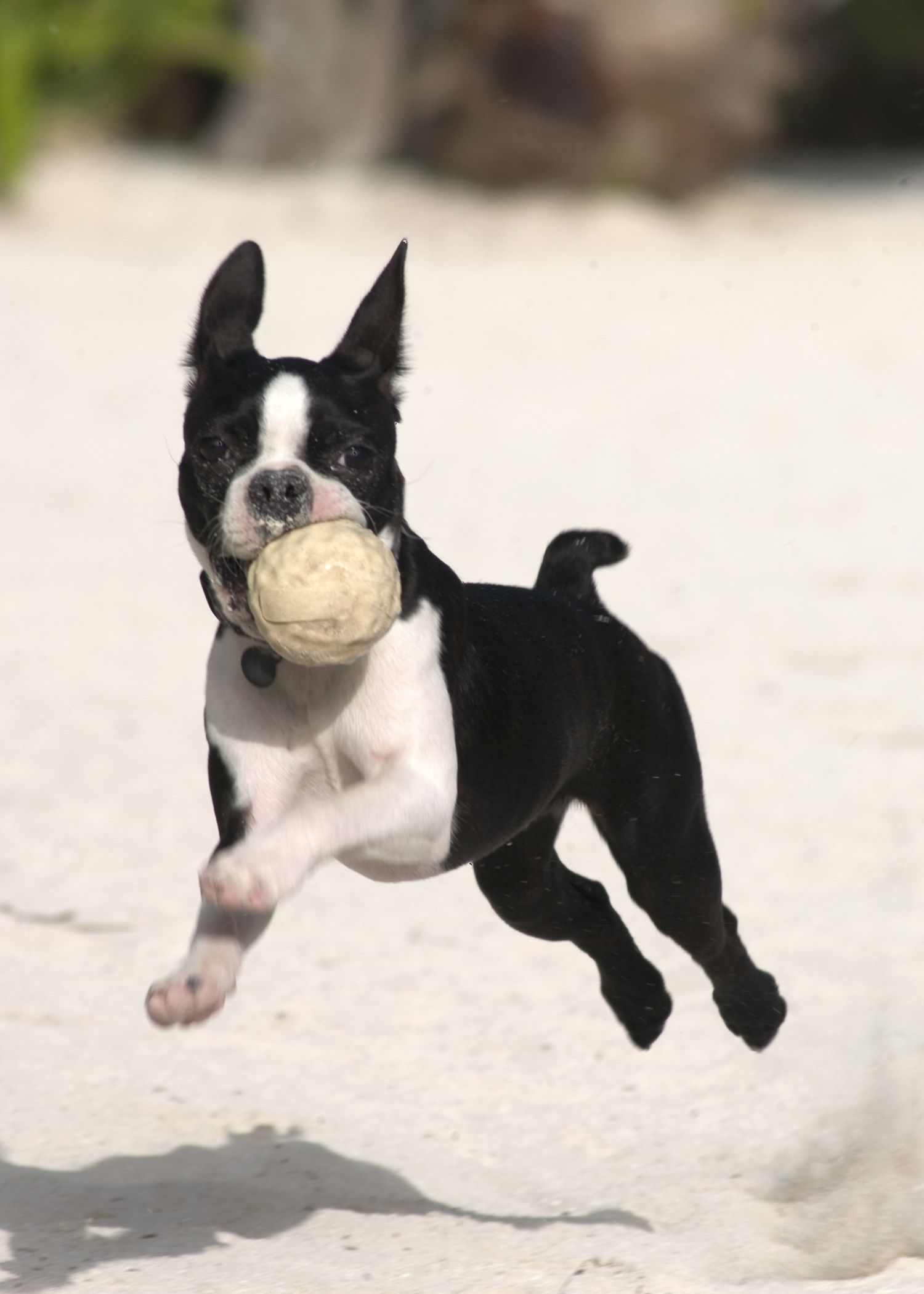 Lovely Boston Terrier dog photo and wallpaper. Beautiful Lovely ...