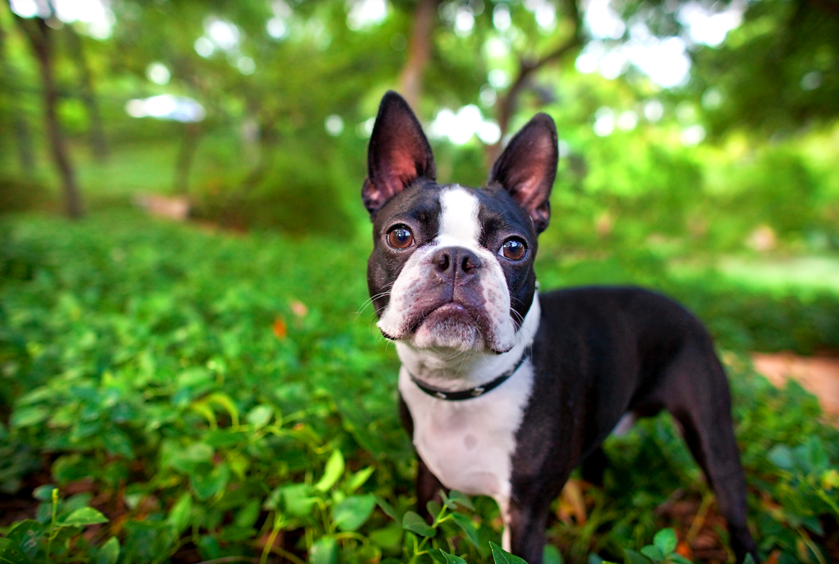 Photo] Cooper The Boston Terrier Does An Amazing Photo Shoot ...