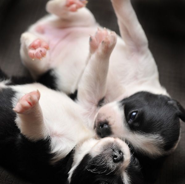 Boston Terrier Newborn Puppies - wallpaper.