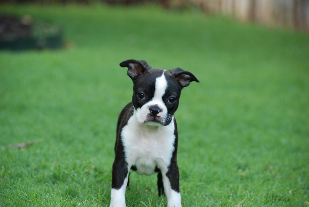 dog-breeds - B - Boston Terrier - Page 12