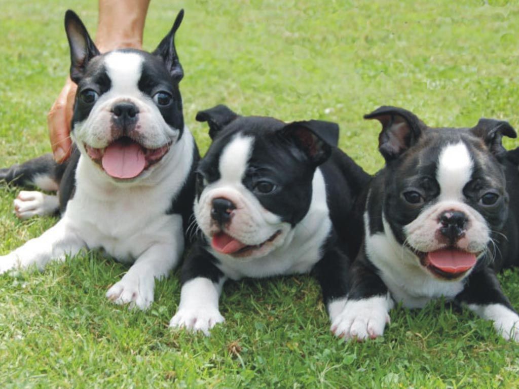 Pictures Of Boston Terrier Puppies - Wallpapers High Definition
