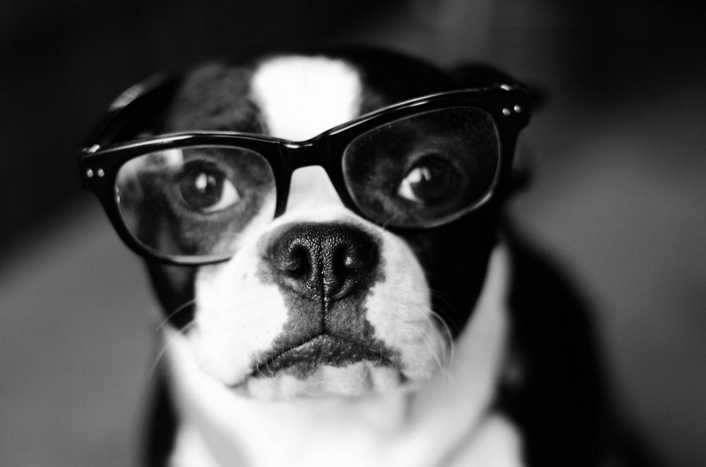 How Well Do You Know Boston Terriers? | PlayBuzz