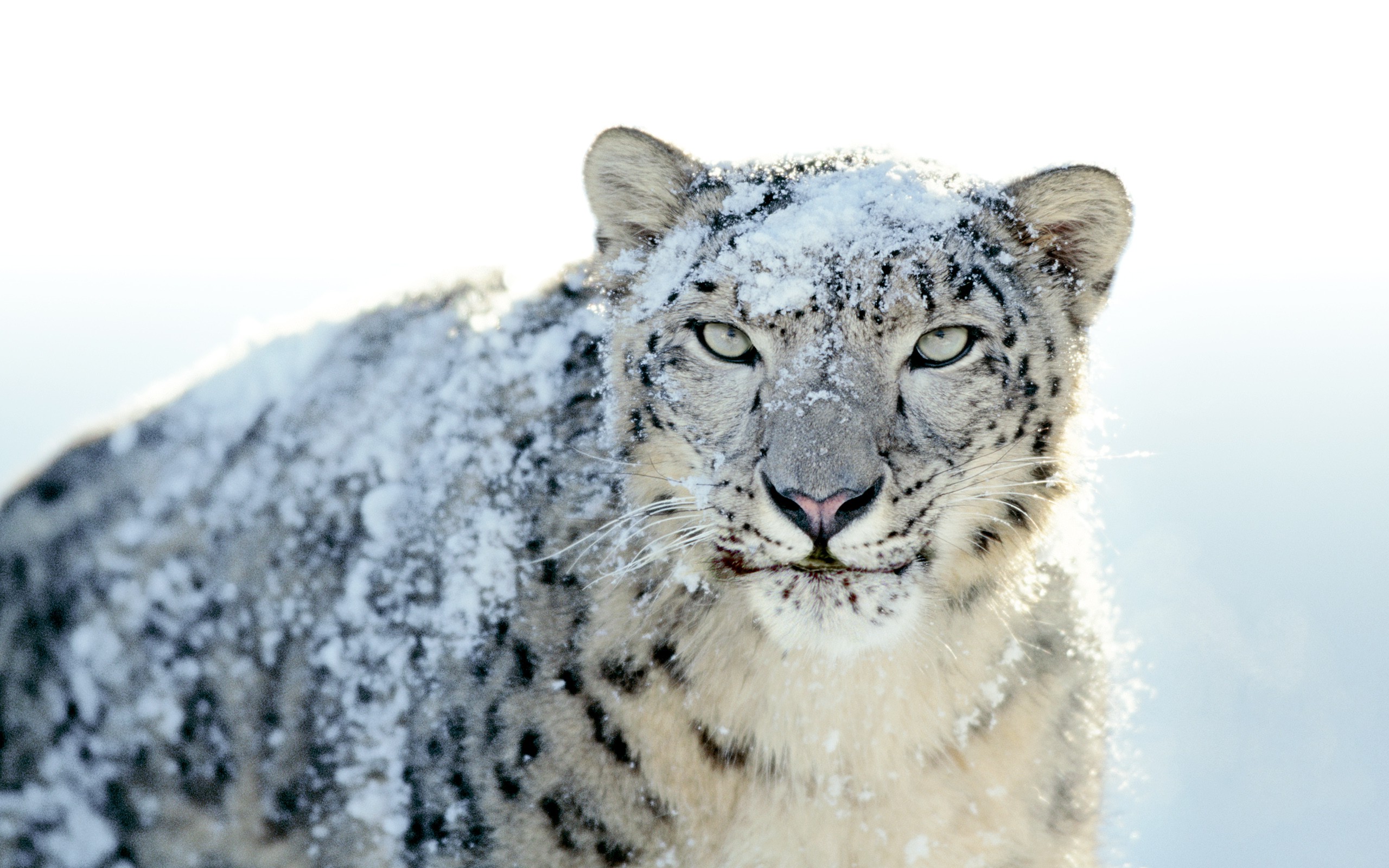 snow Leopards, Apple Inc., Animals, Leopard Wallpapers HD ...