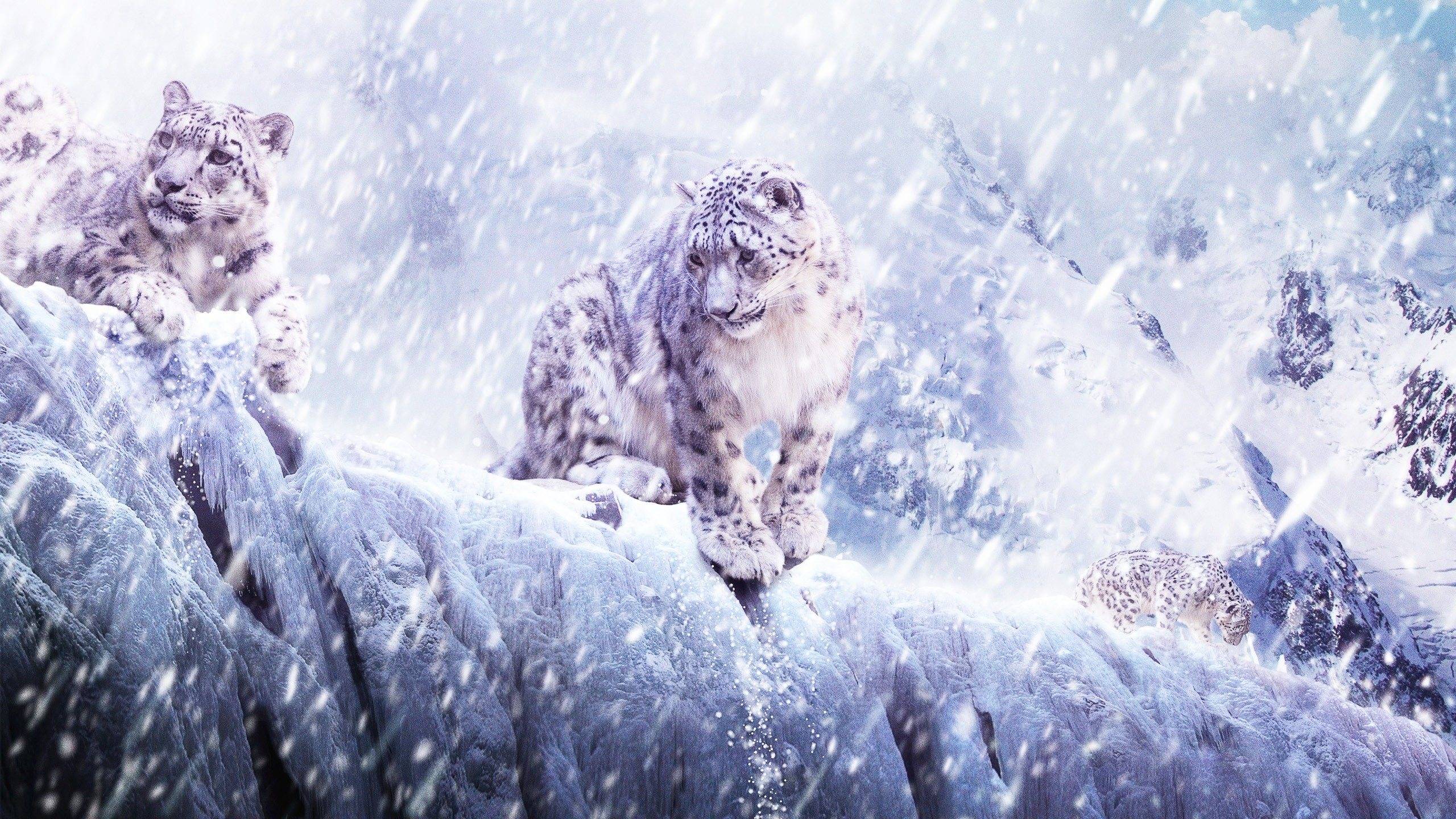 Mac Wallpapers Snow Leopard - Wallpaper Cave