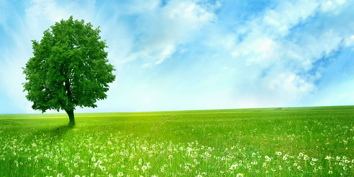Trees Forest Twitter Cover & Twitter Background TwitrCovers