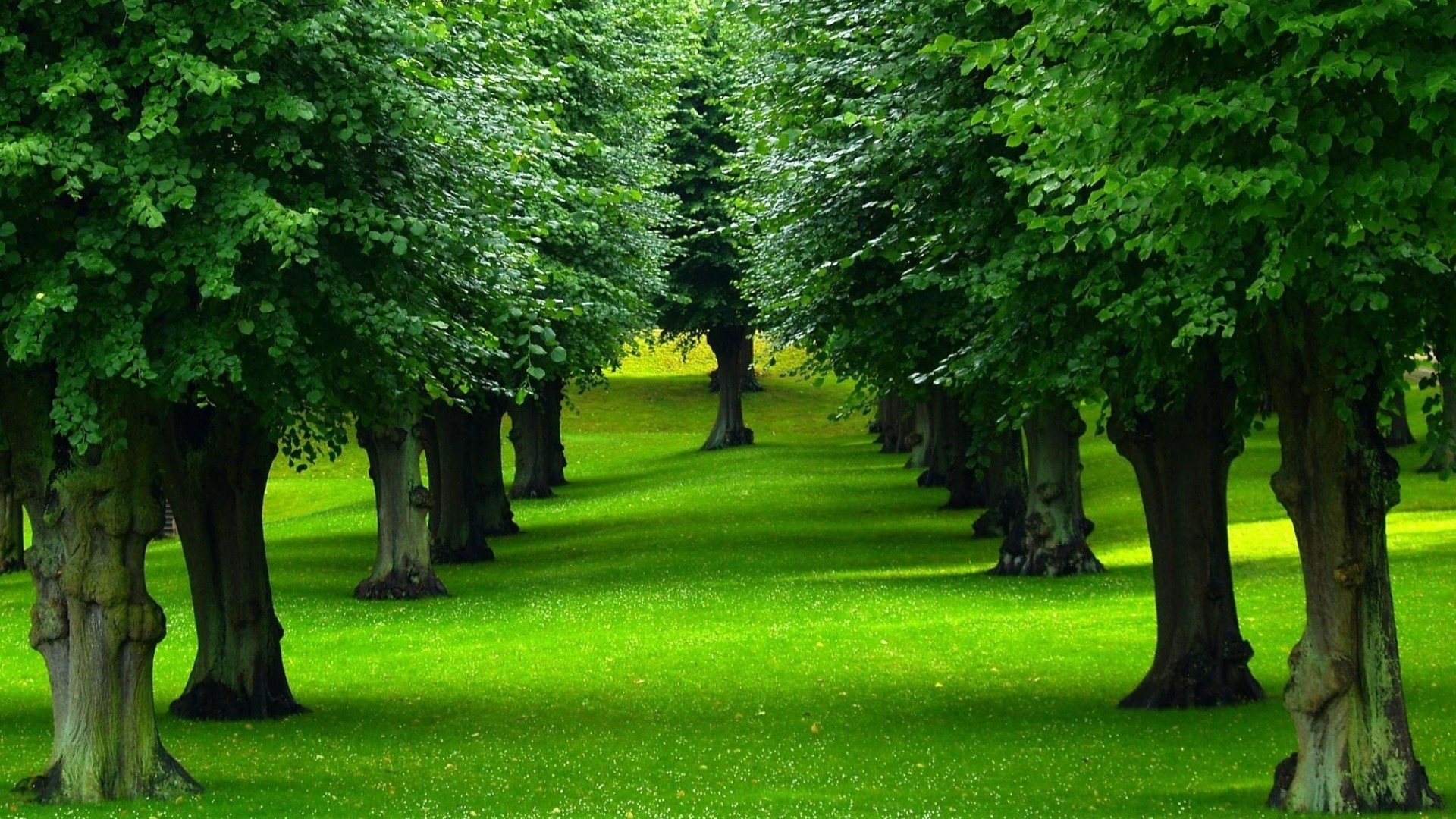 Backgrounds Trees - Wallpaper Zone