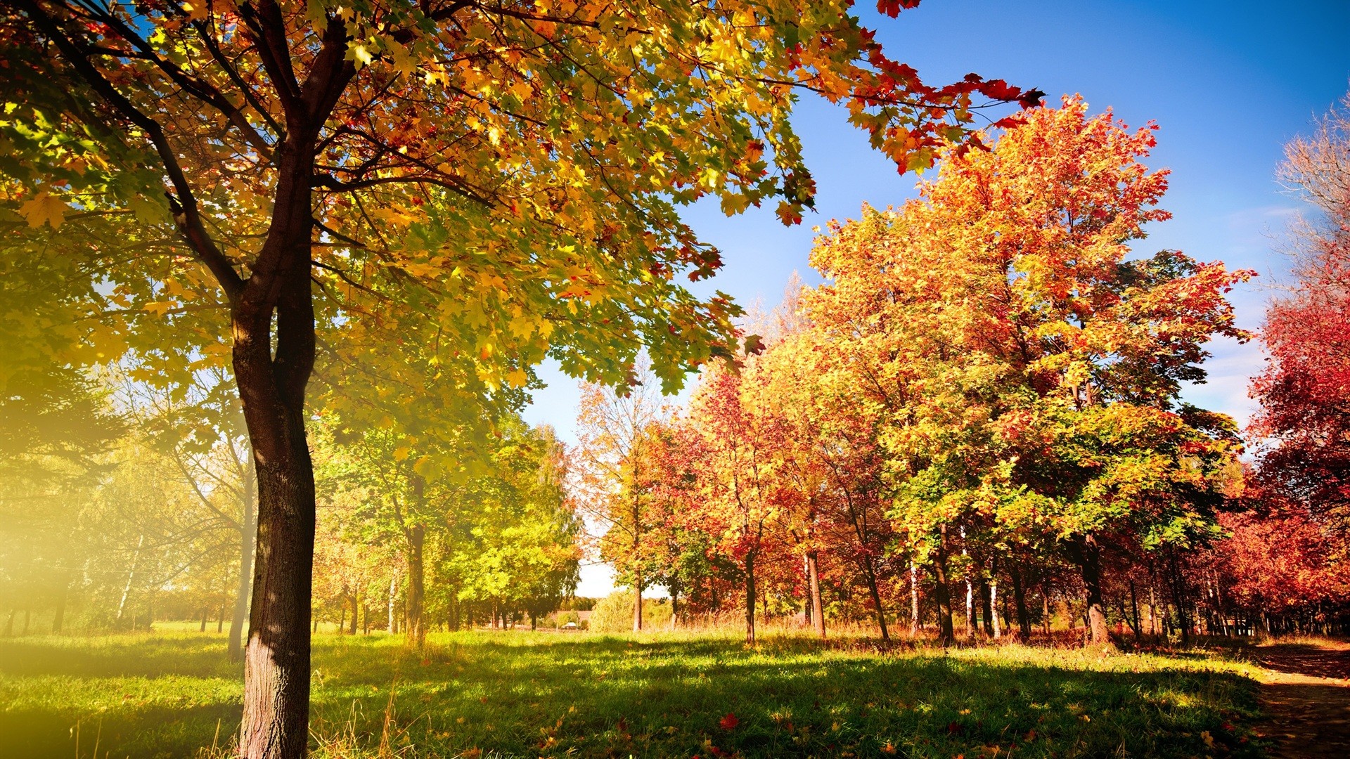 Widescreen, autumn, wallpaper, trees, background, mac (#220440)