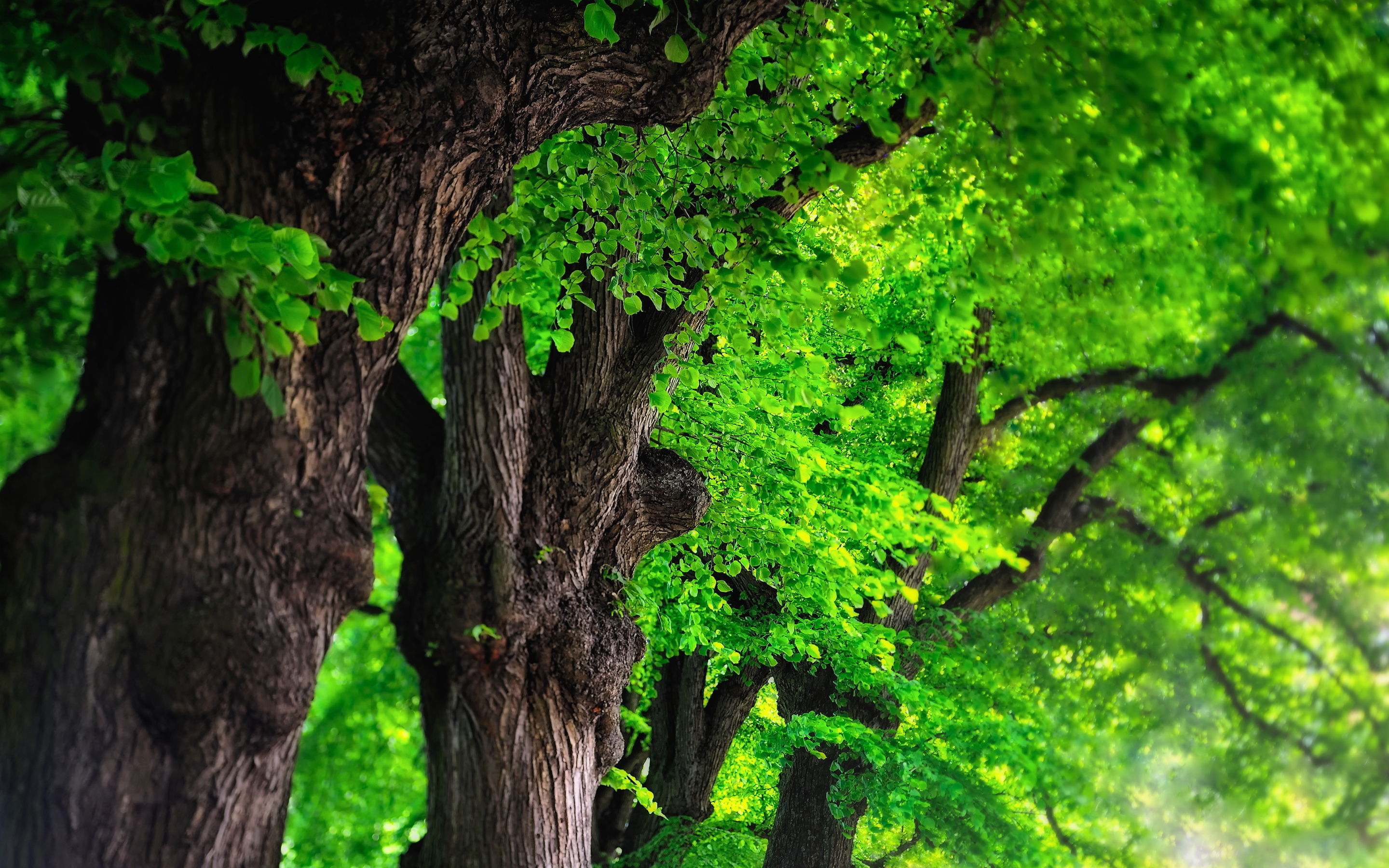 Trees HD Wallpapers ~ Toptenpack.com