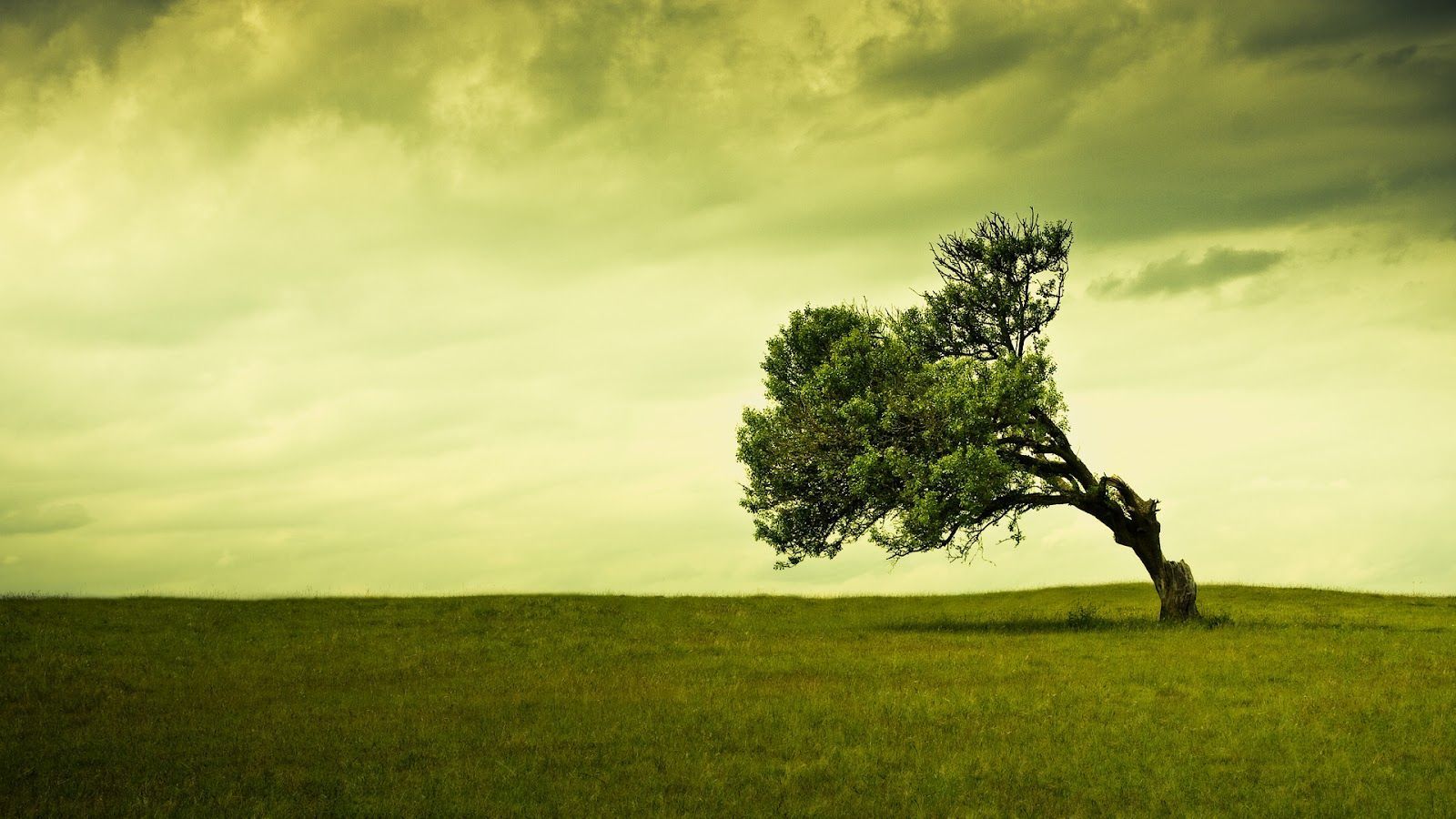HD Tree Background Wallpapers Free Green Trees Photos Photography