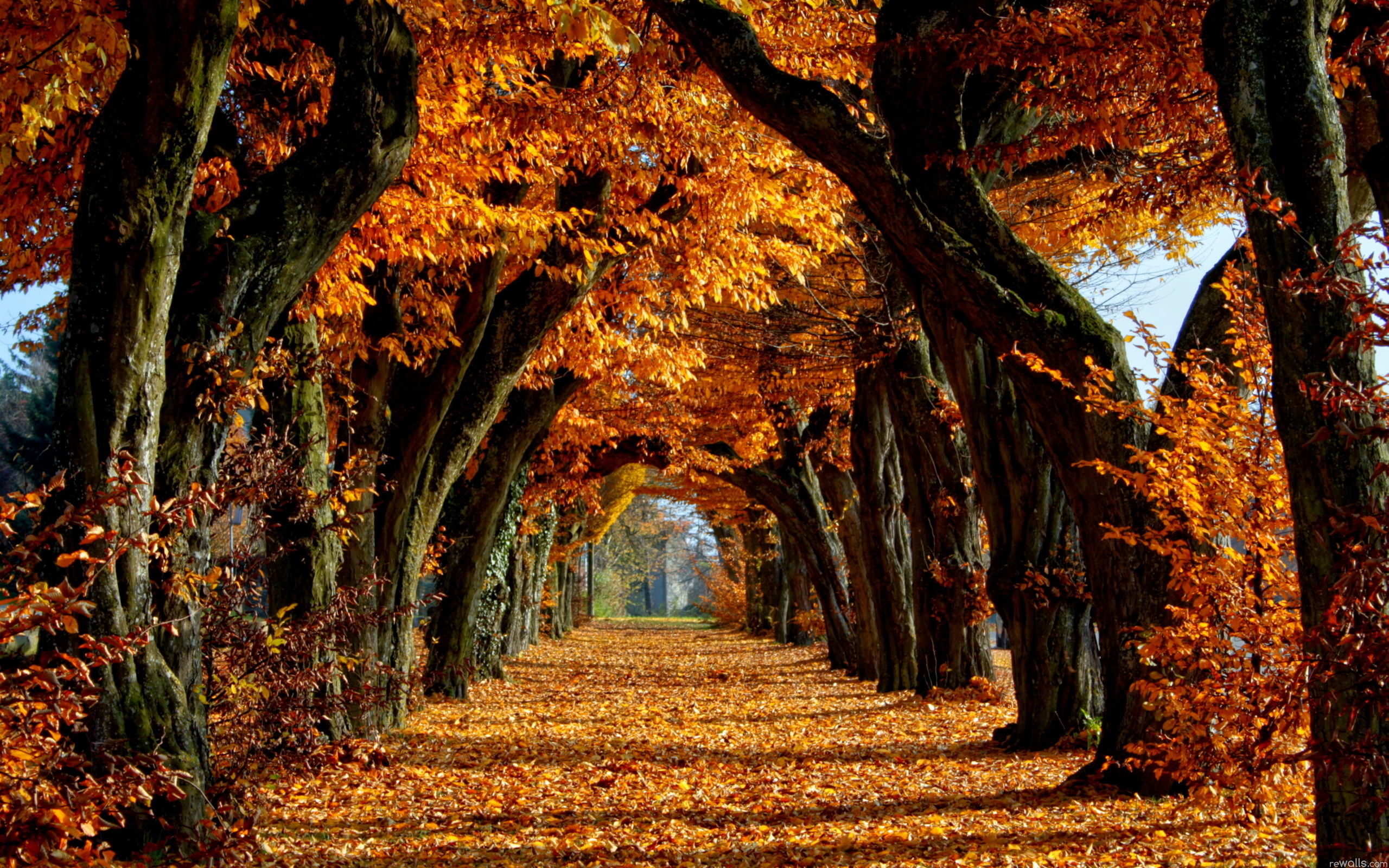 Autumn Trees Background #7016099