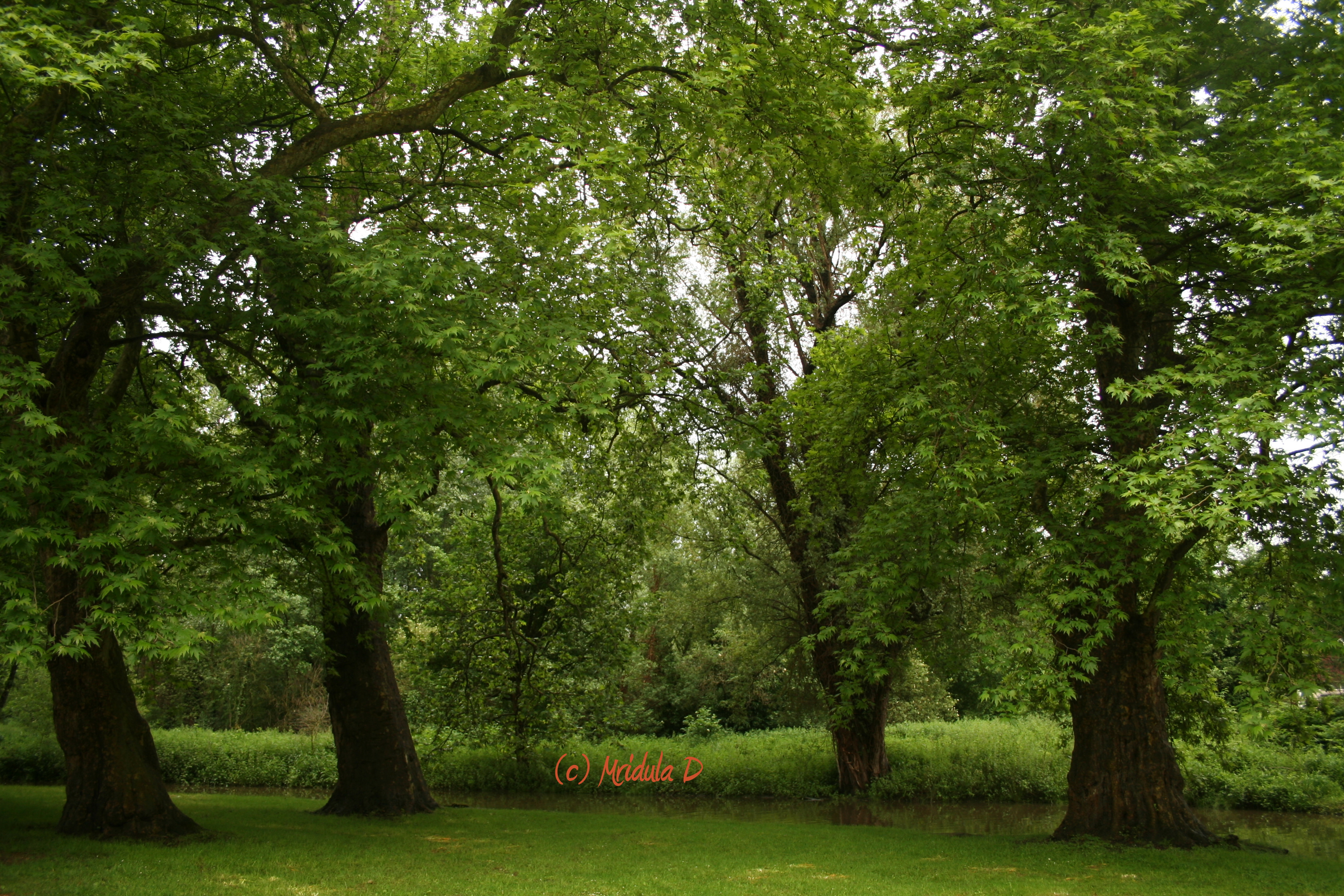 Green Trees HD Image id: 2123 - 7HDWallpapers