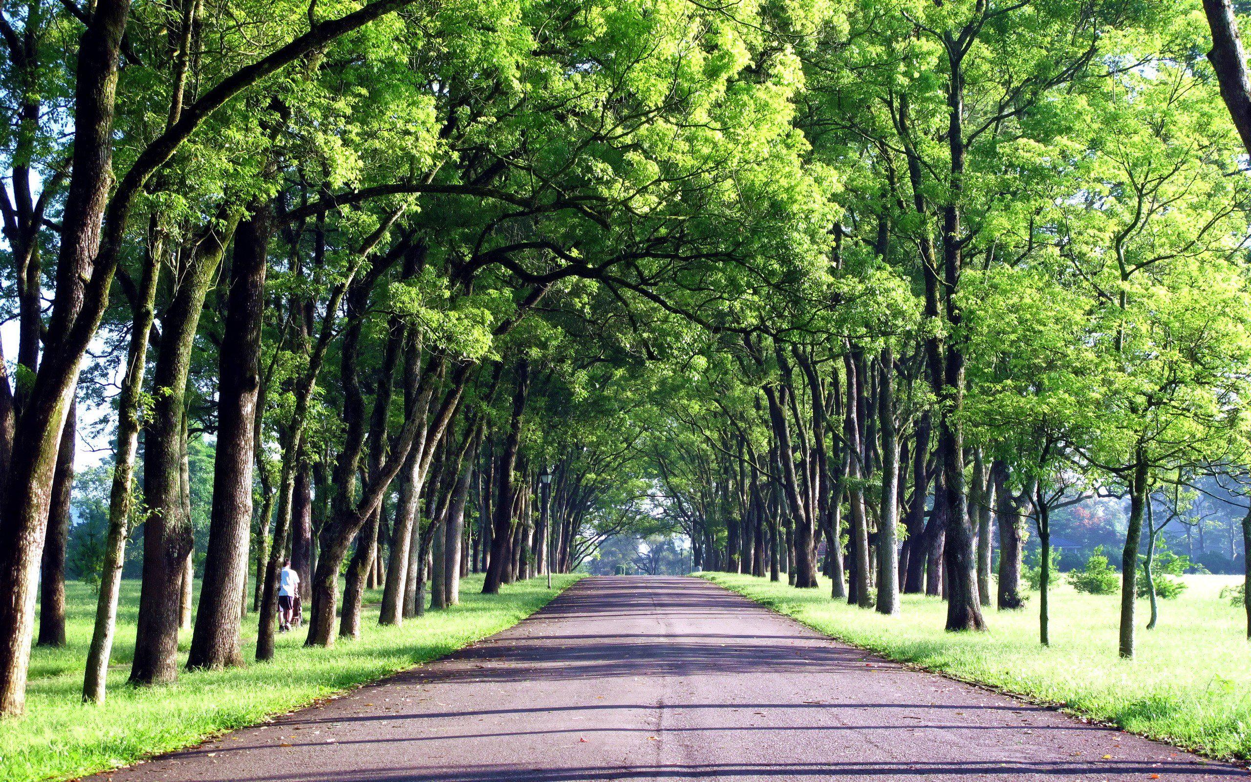 Green Trees Roads Taiwan Background Images >> HD Wallpaper, get it ...