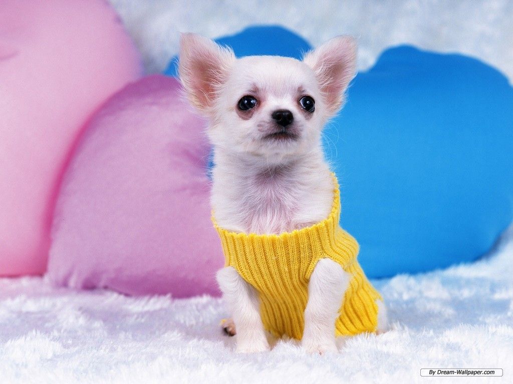 Cute Chihuahua Dog Wallpaper Laptop Background #6259 Wallpaper ...