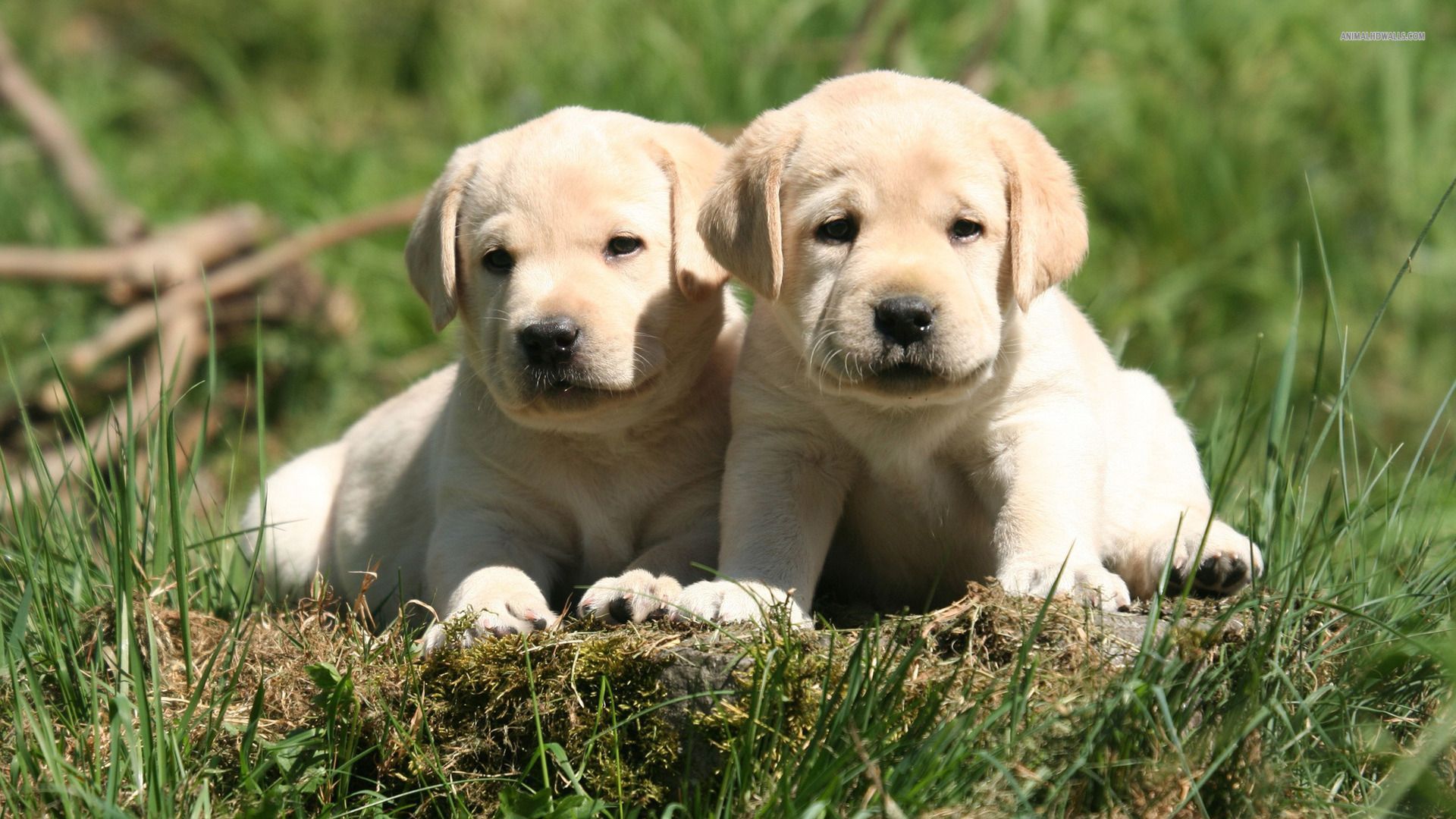 Lab Puppy Wallpapers Group (84+)