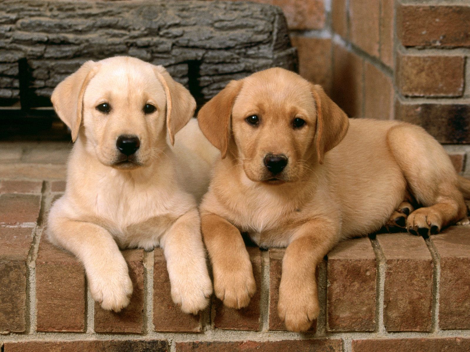 Cute Lab Puppy Wallpaper Collective Wallpapers Full Hd Wallpapers ...
