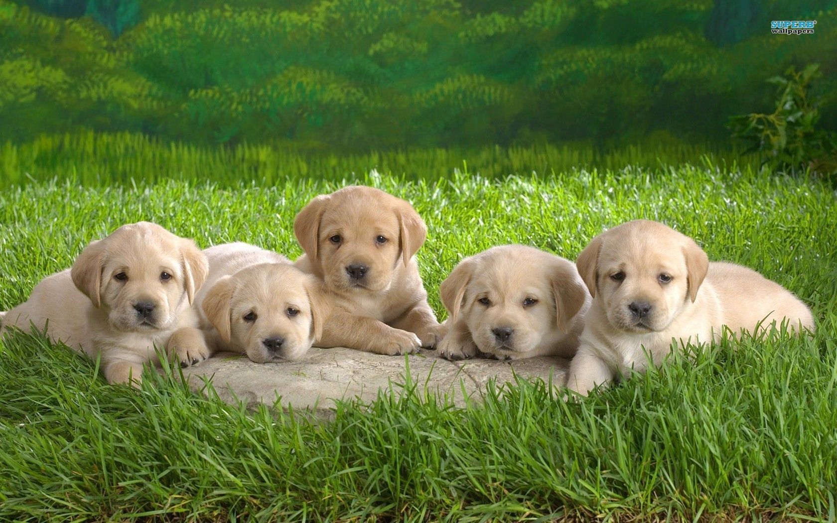 Labrador Puppies wallpaper - Animal wallpapers