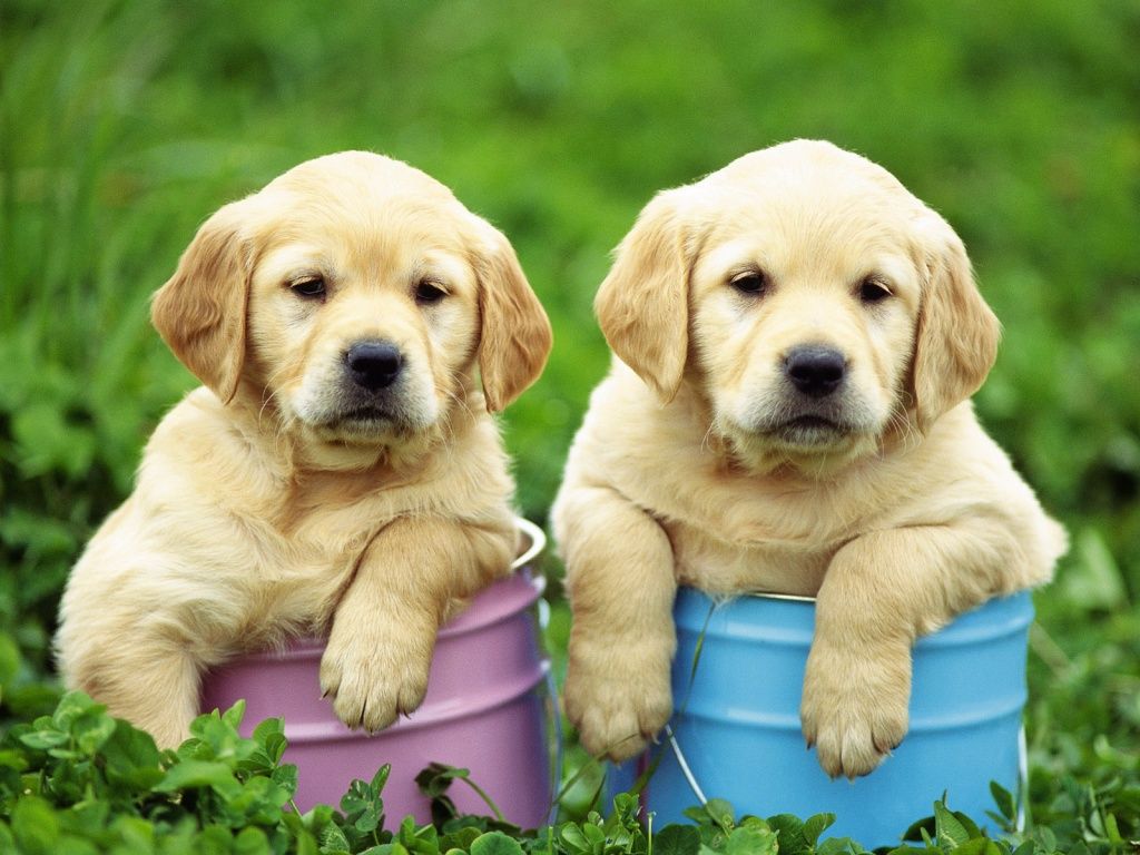 Cute Labrador Retriever Puppies Wallpapers HD Free Download All