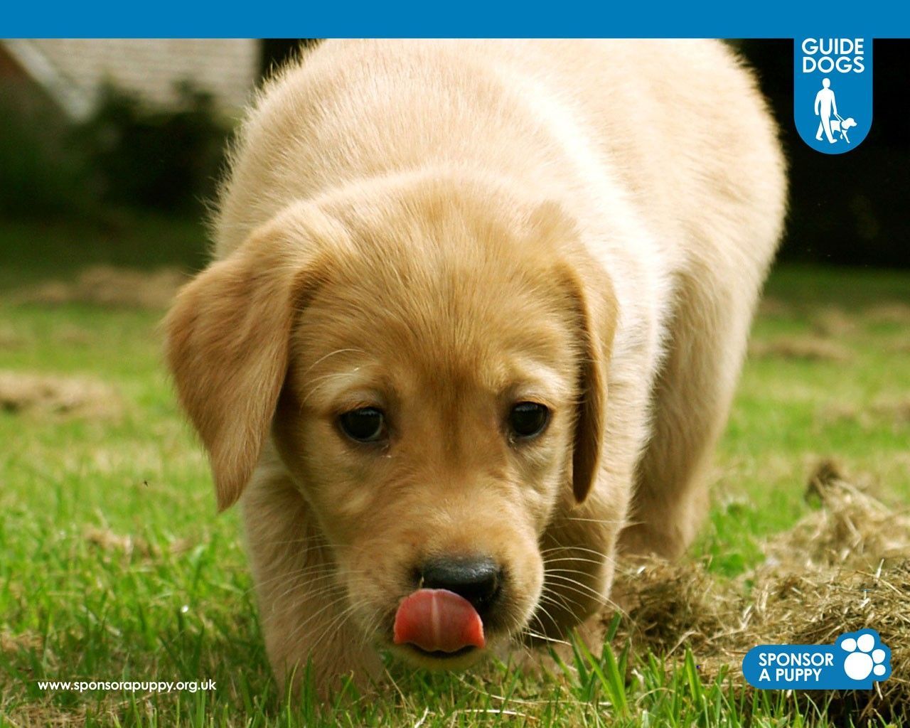 Sponsor a Puppy Playzone - Wallpapers and Games Guide Dogs