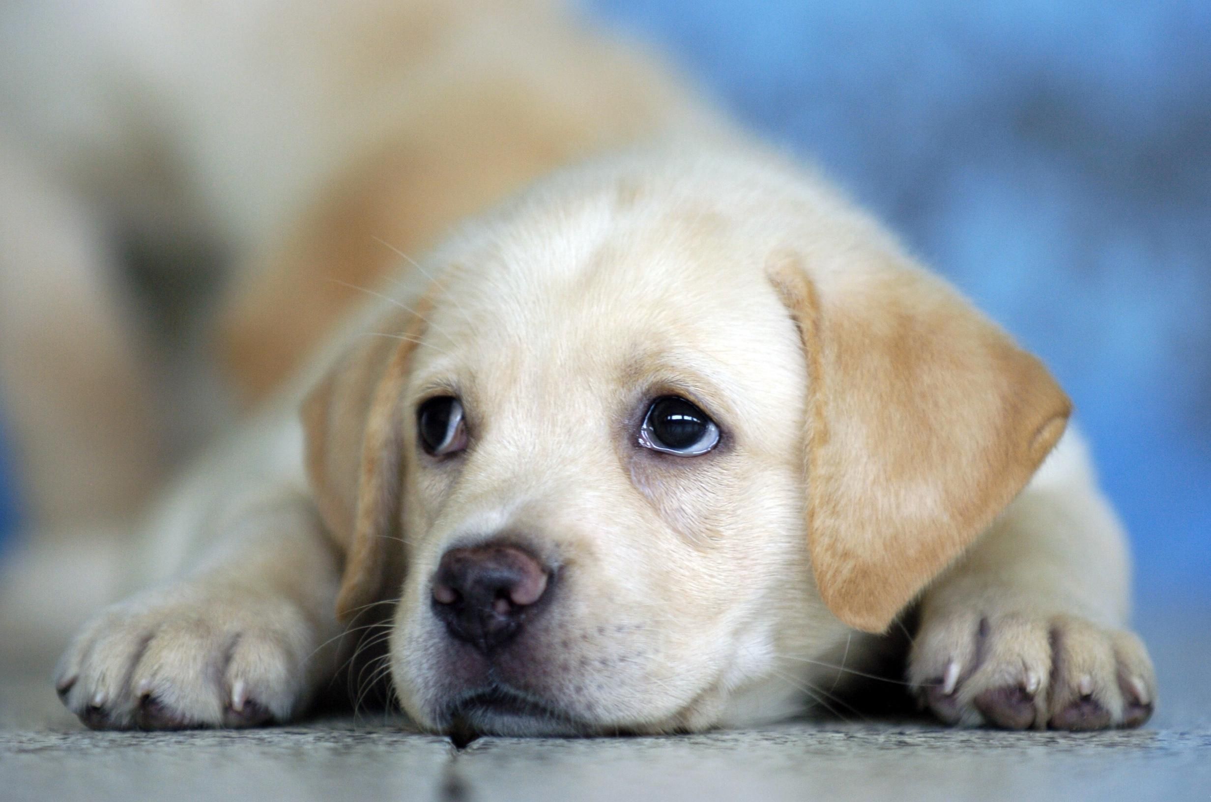 Cute Labrador Puppy Wallpapers HD Free 83289 - PowerballForLife