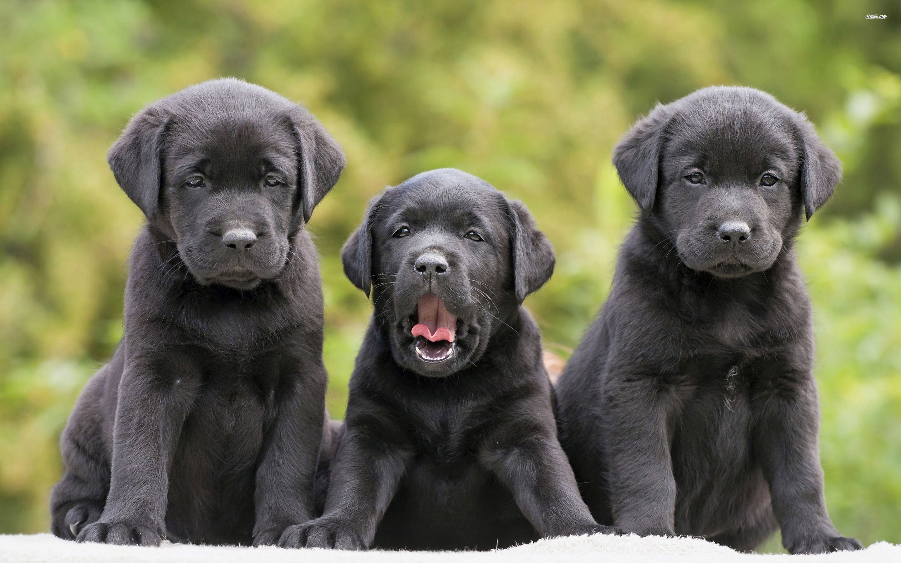Black Labrador Retriver puppies wallpaper - Animal wallpapers - #29791