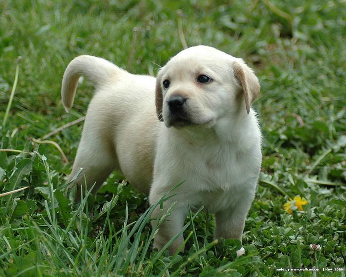 1600*1200 Labrador Puppy outdoor Pictures 4 - Wallcoo.net