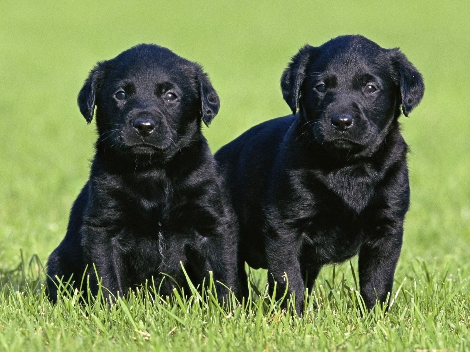 Black Labrador Puppies - wallpaper.
