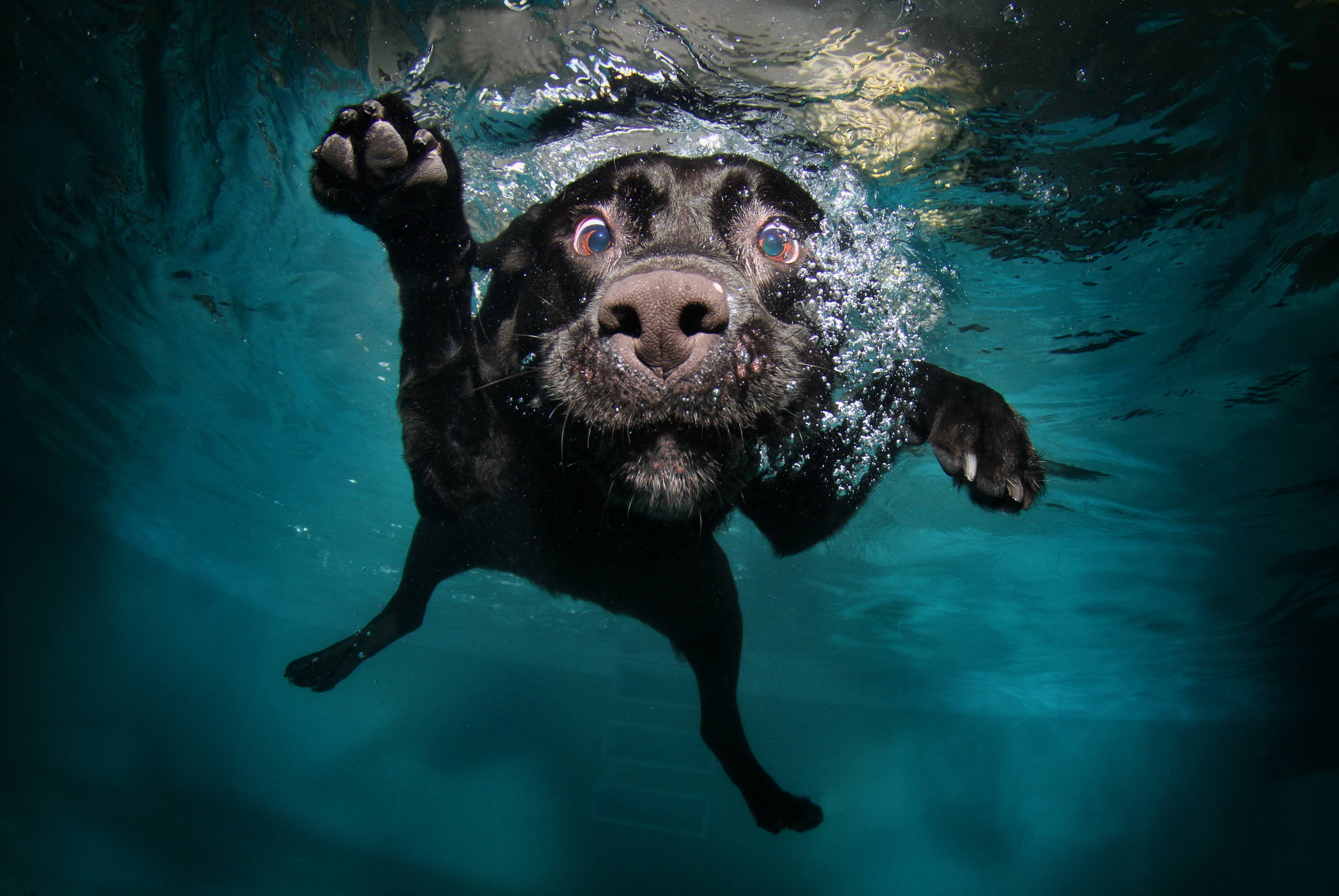 Black-Lab-Puppy-Wallpapers-Underwater.jpg