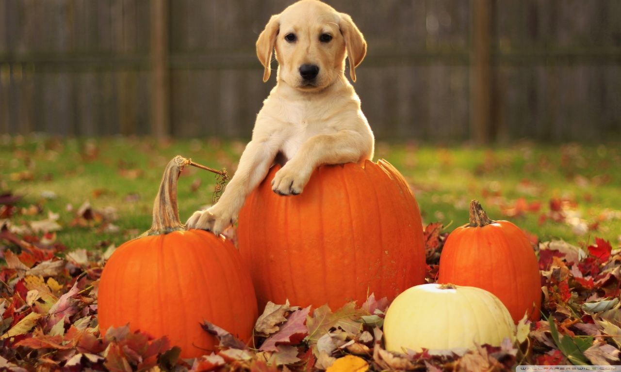 Yellow Labrador Retriever Puppy Autumn HD desktop wallpaper : High ...