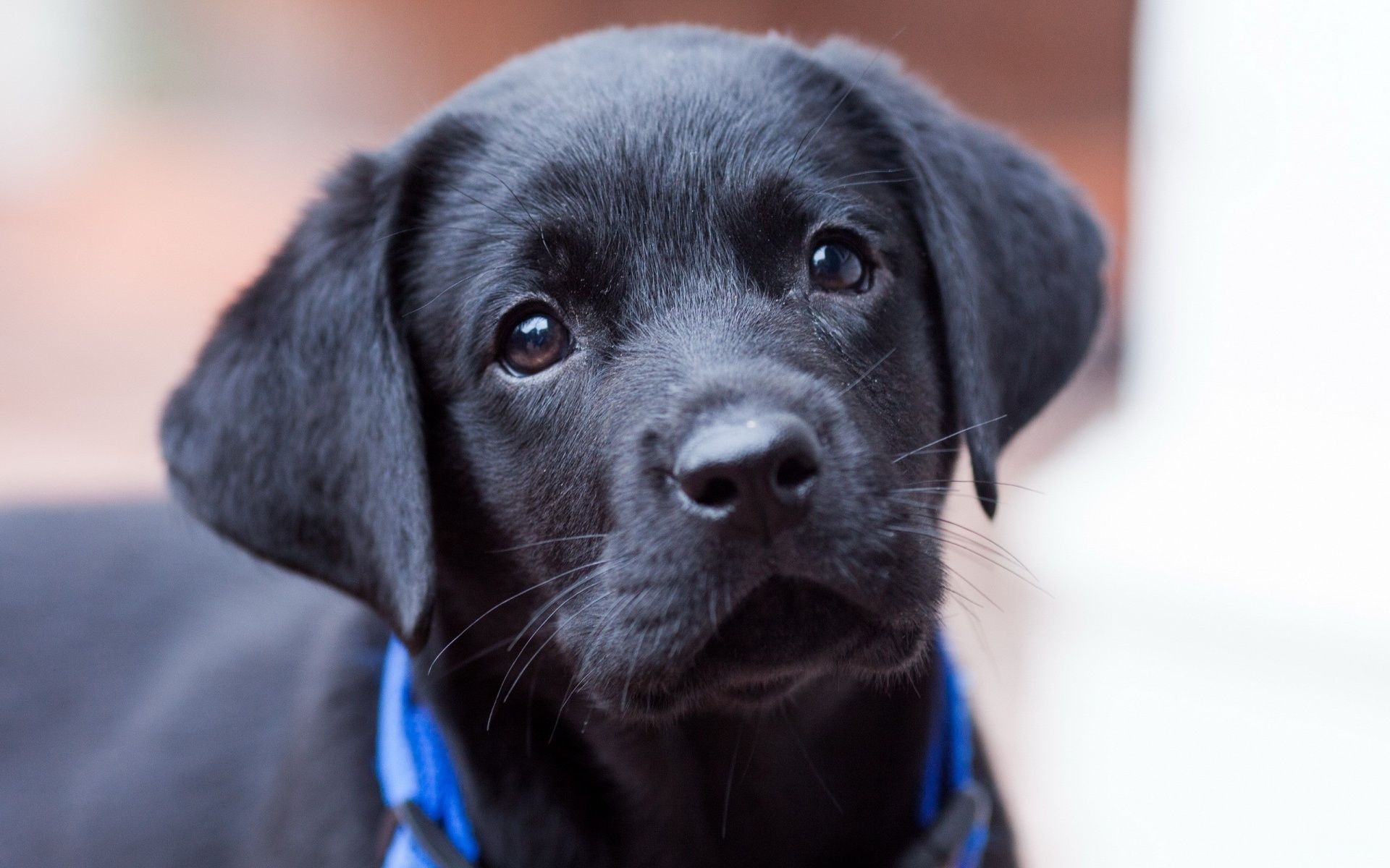 Black Lab Puppy Wallpapers