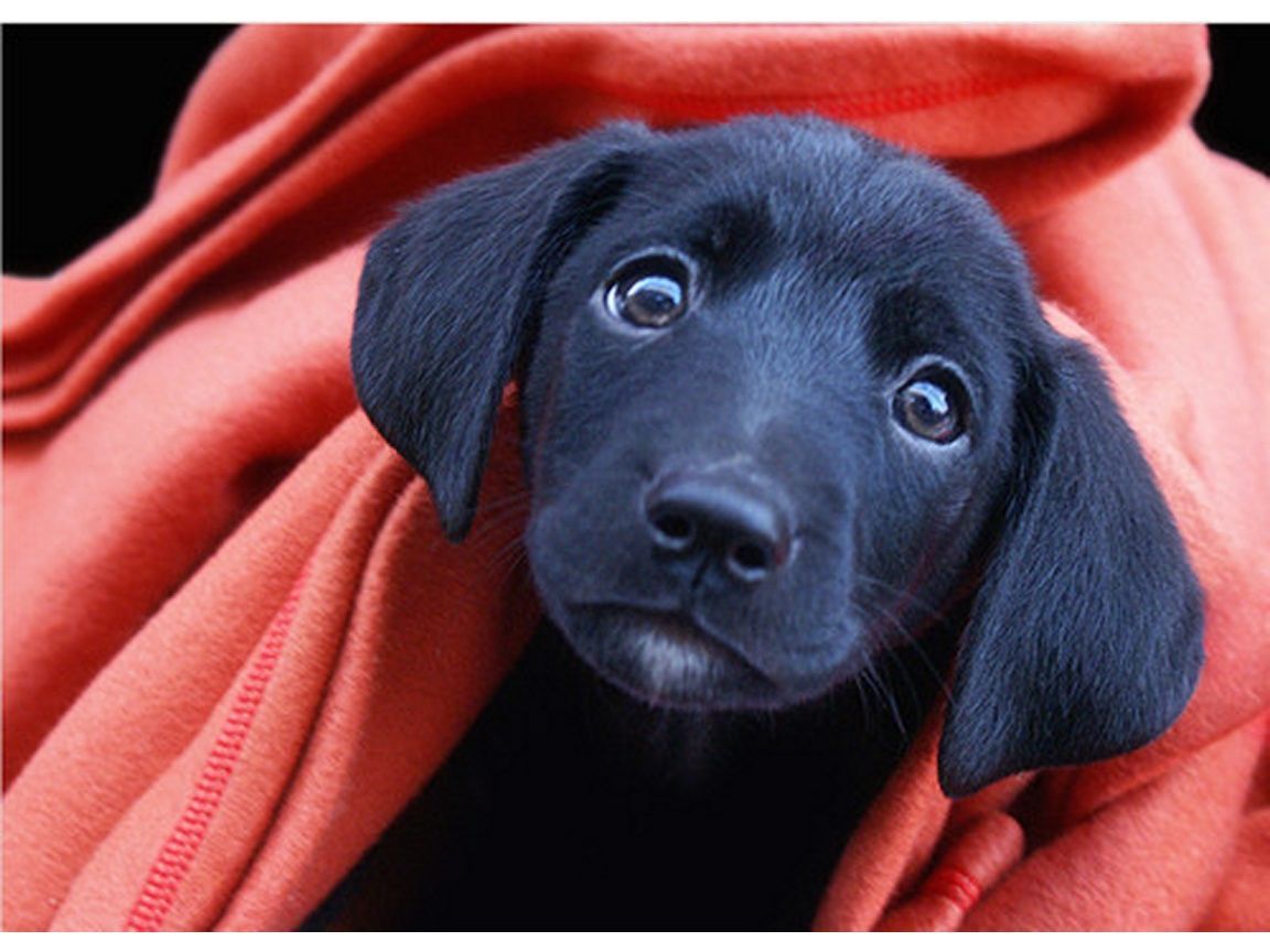 Cute Black Puppies for Screen Wallpaper - Oki Pix