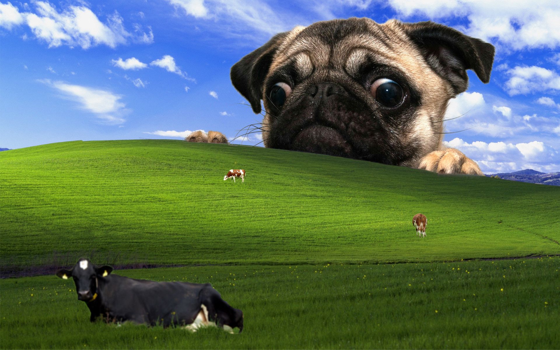 Something a little different Windows XP wallpaper