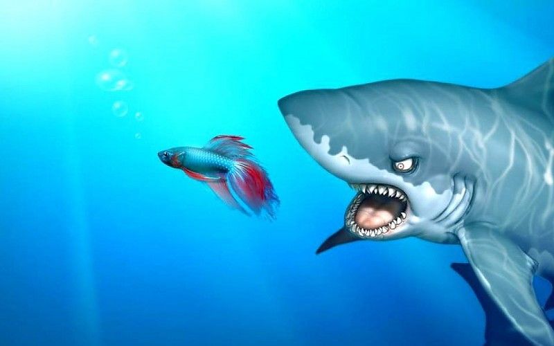Windows shark funny wild sea animals free desktop backgrounds and ...